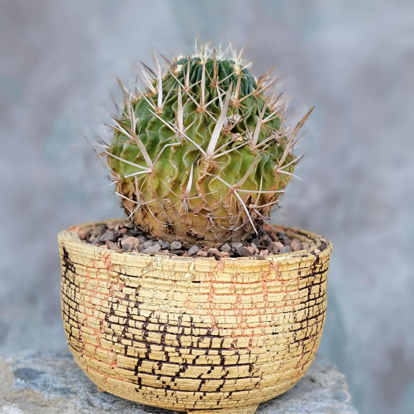 Stenocactus multicostatus subsp. Zacatecasensis