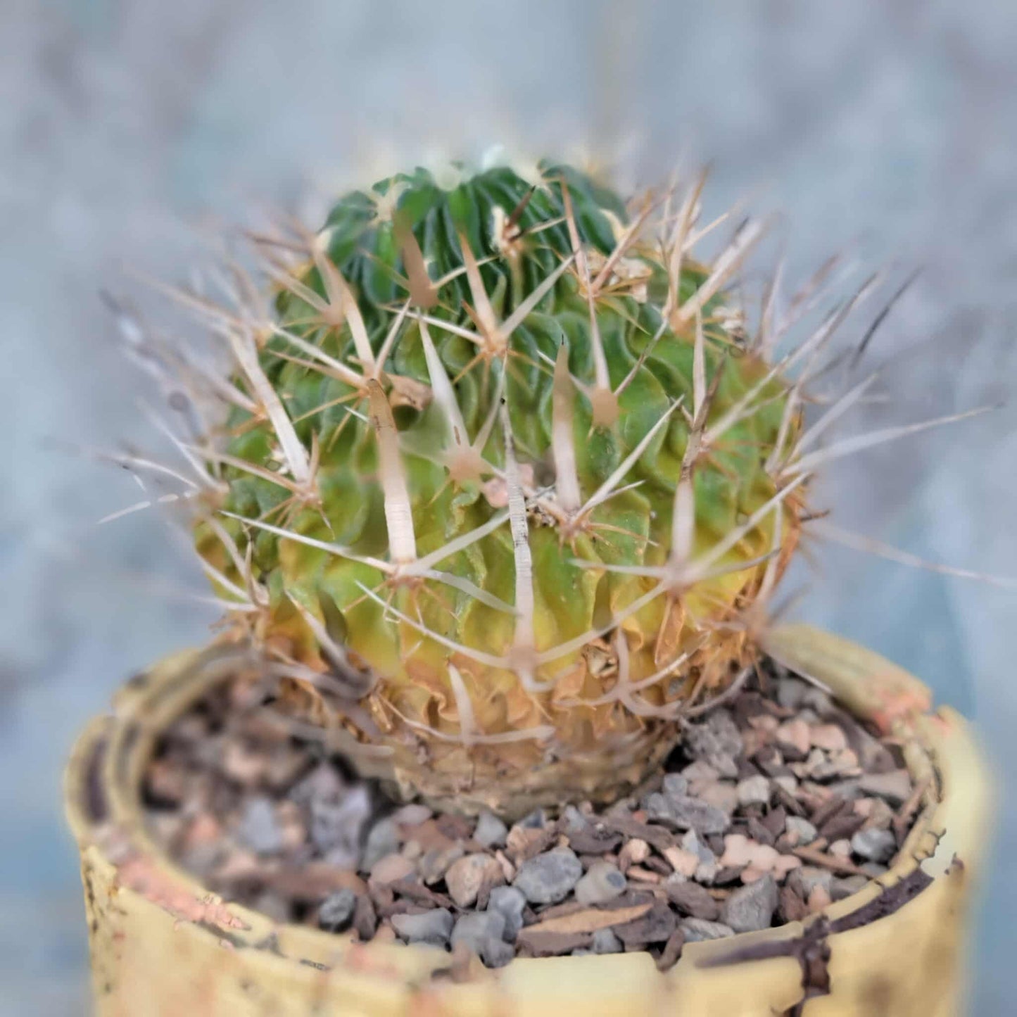 Stenocactus multicostatus subsp. Zacatecasensis