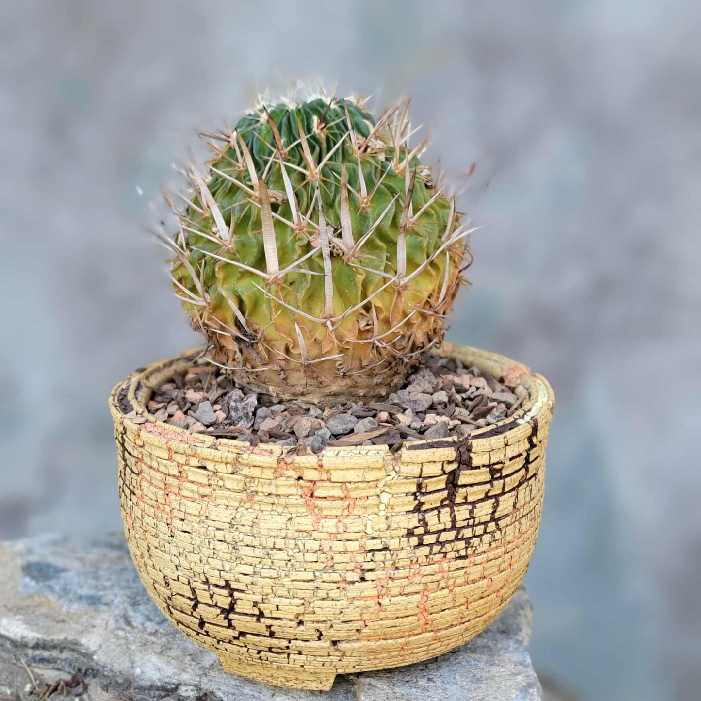 Stenocactus multicostatus subsp. Zacatecasensis