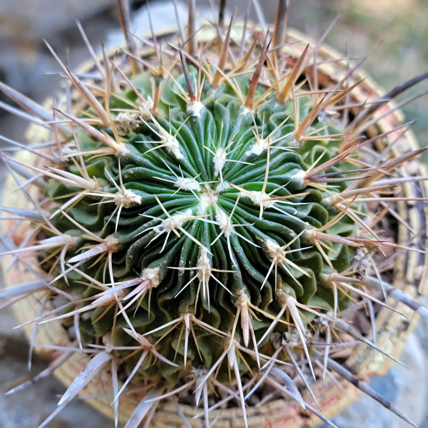 Stenocactus multicostatus subsp. Zacatecasensis