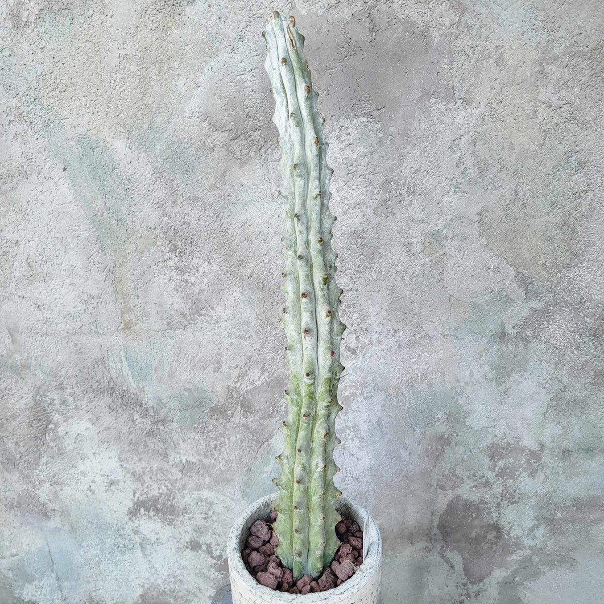 Stenocereus beneckei f. inermis - 16" Talll!