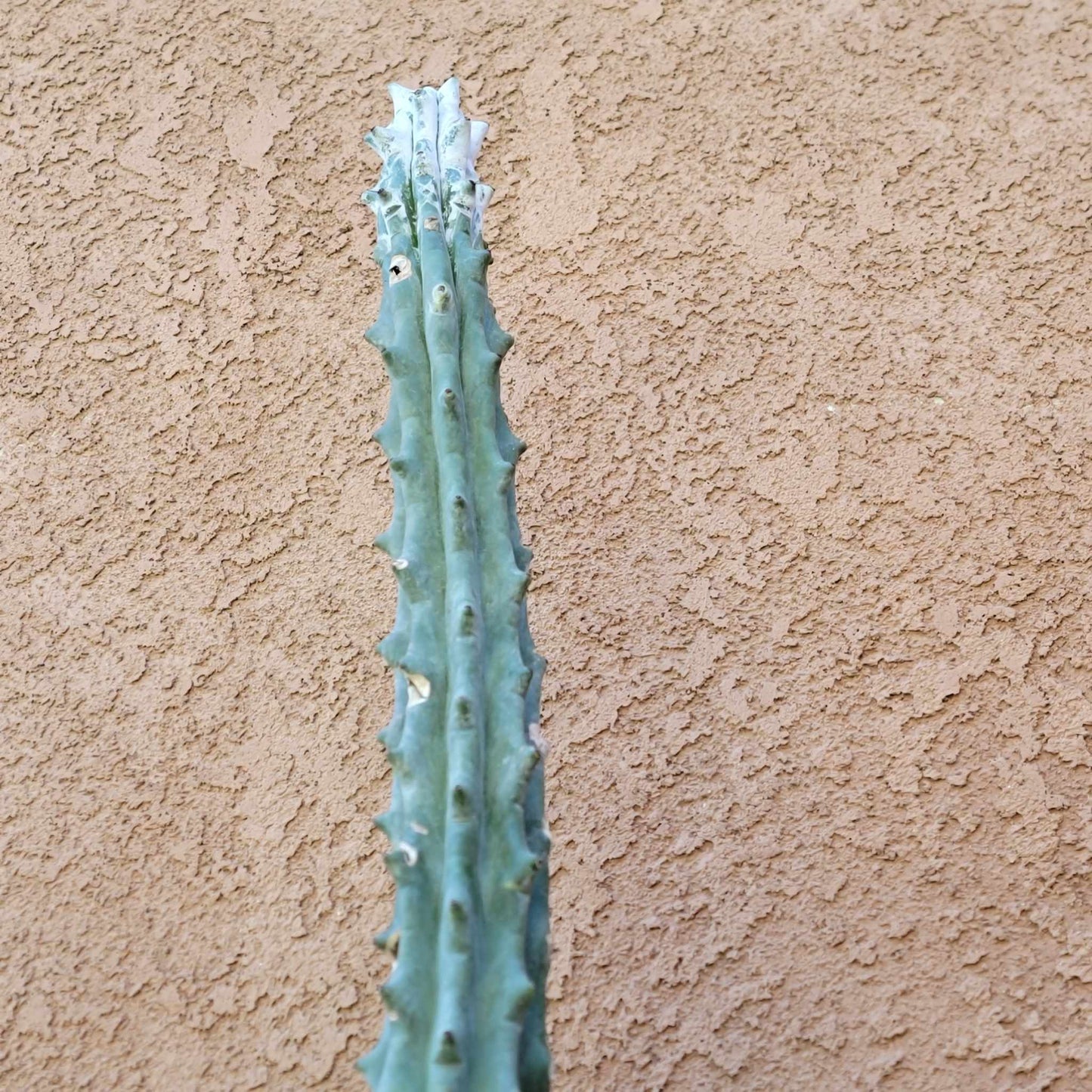 Stenocereus beneckei f. inermis