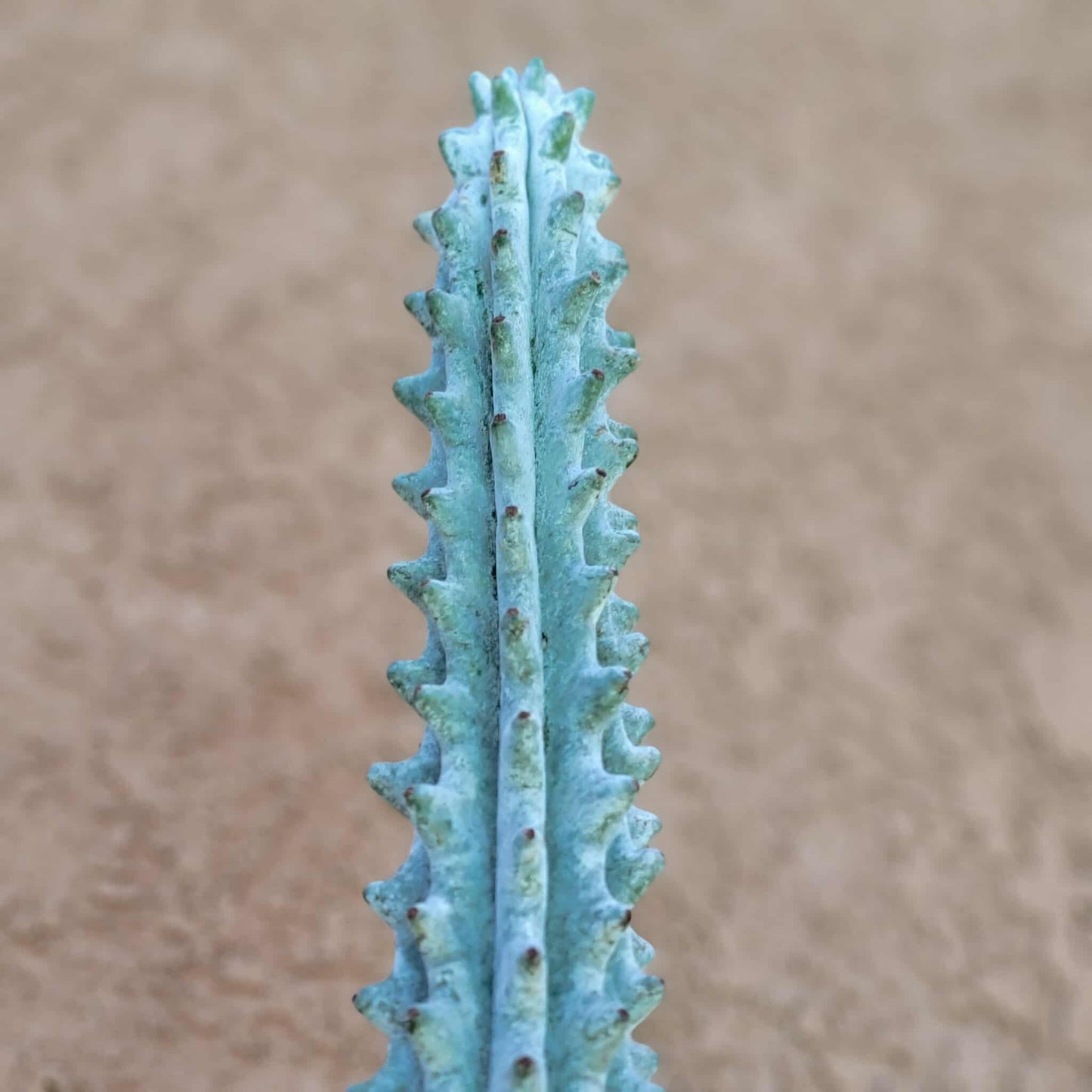 Stenocereus beneckei f. inermis - 16" Tall!