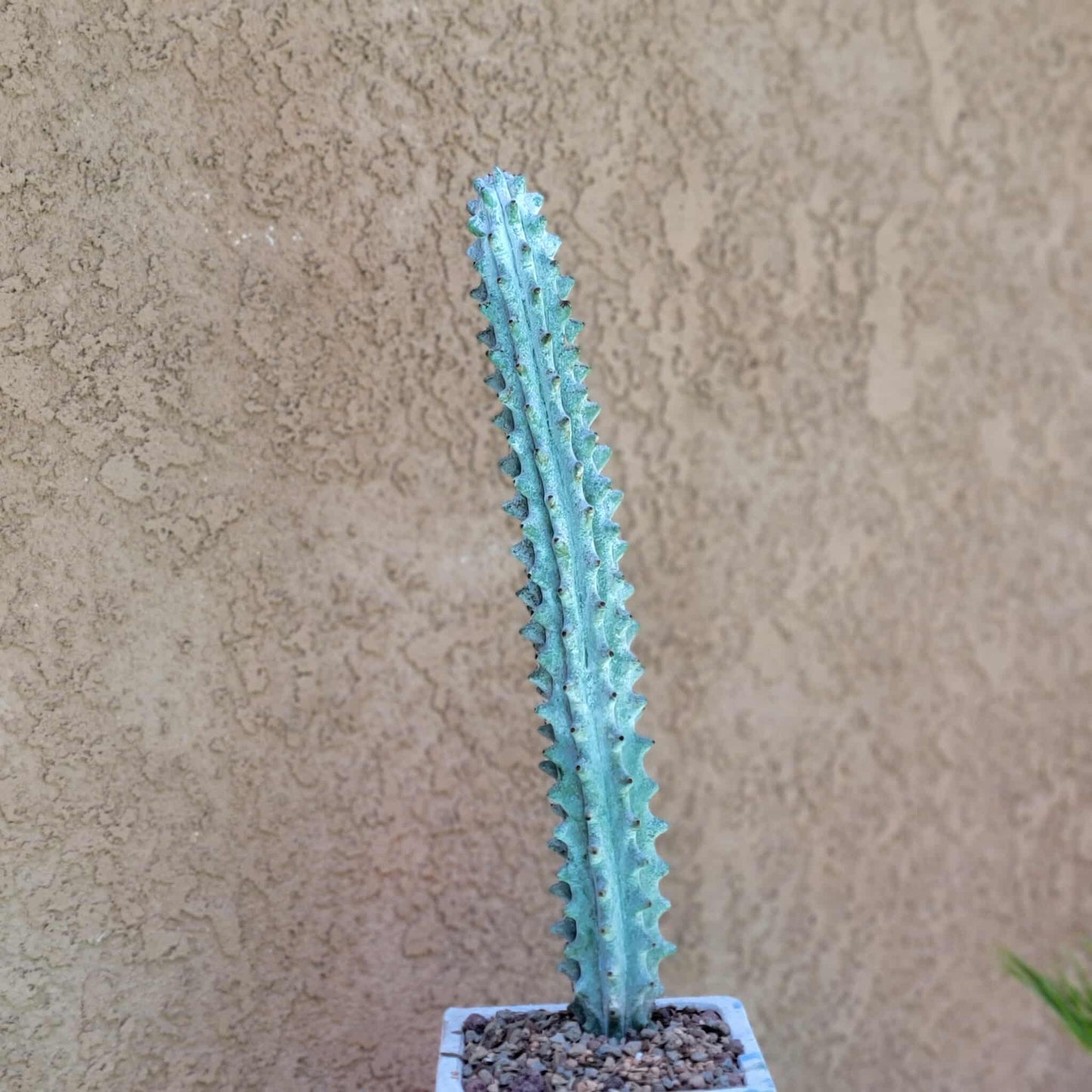 Stenocereus beneckei f. inermis - 16" Tall!