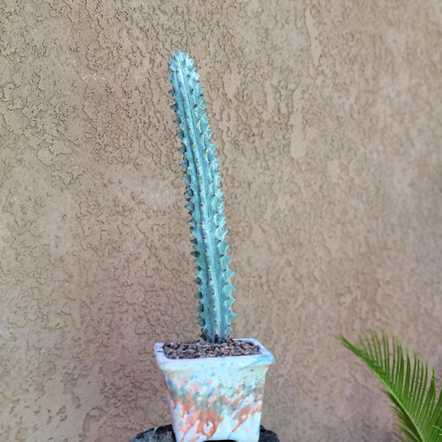 Terra Cotta Planter - Watercolor Series - Rose