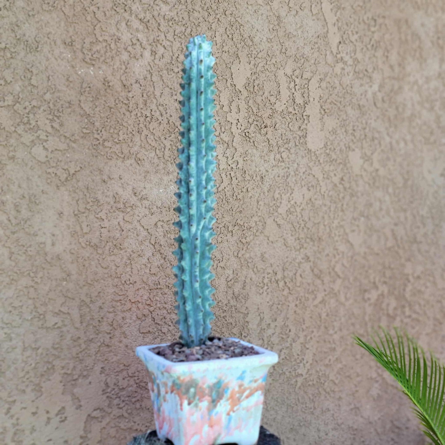 Stenocereus beneckei f. inermis - 16" Tall!