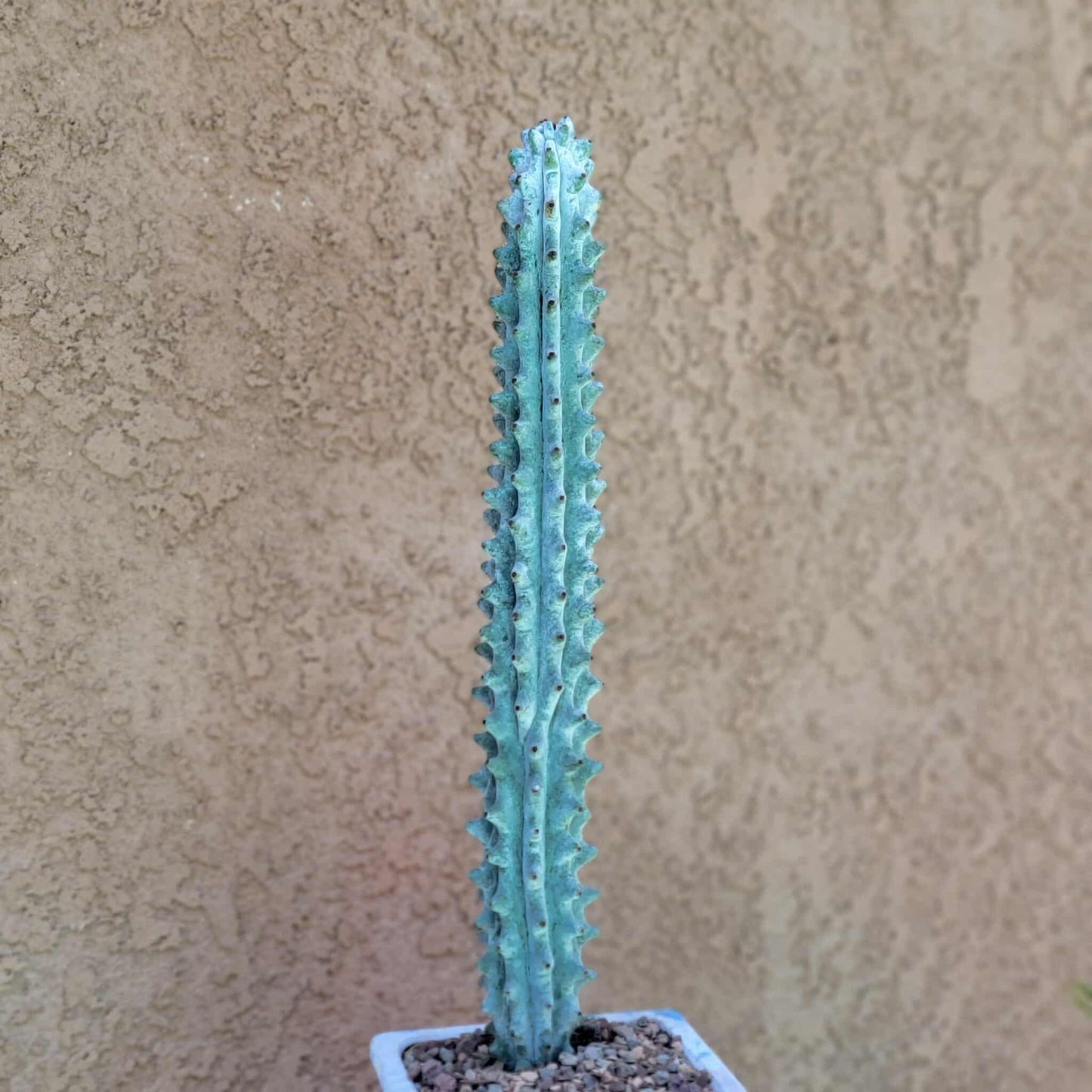 Stenocereus beneckei f. inermis - 16" Tall!