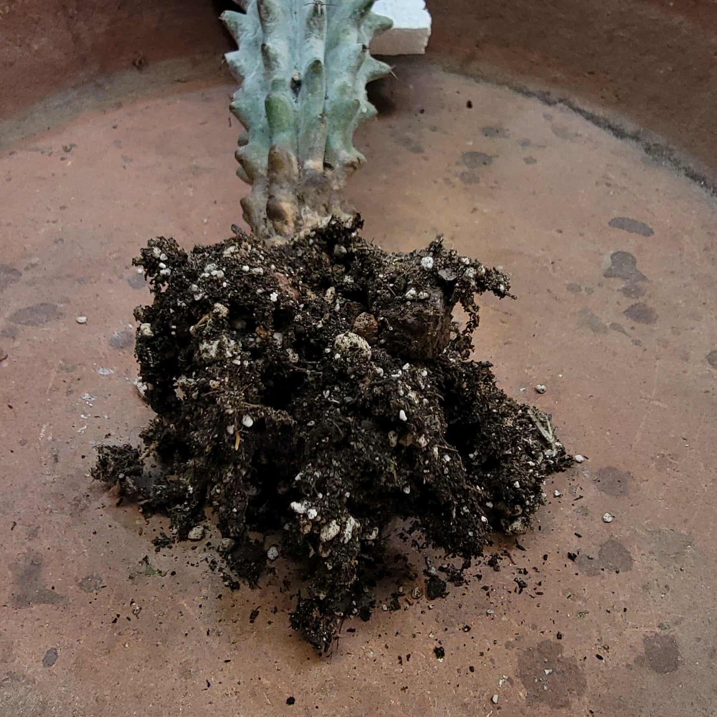 Stenocereus beneckei f. inermis - 16" Tall!