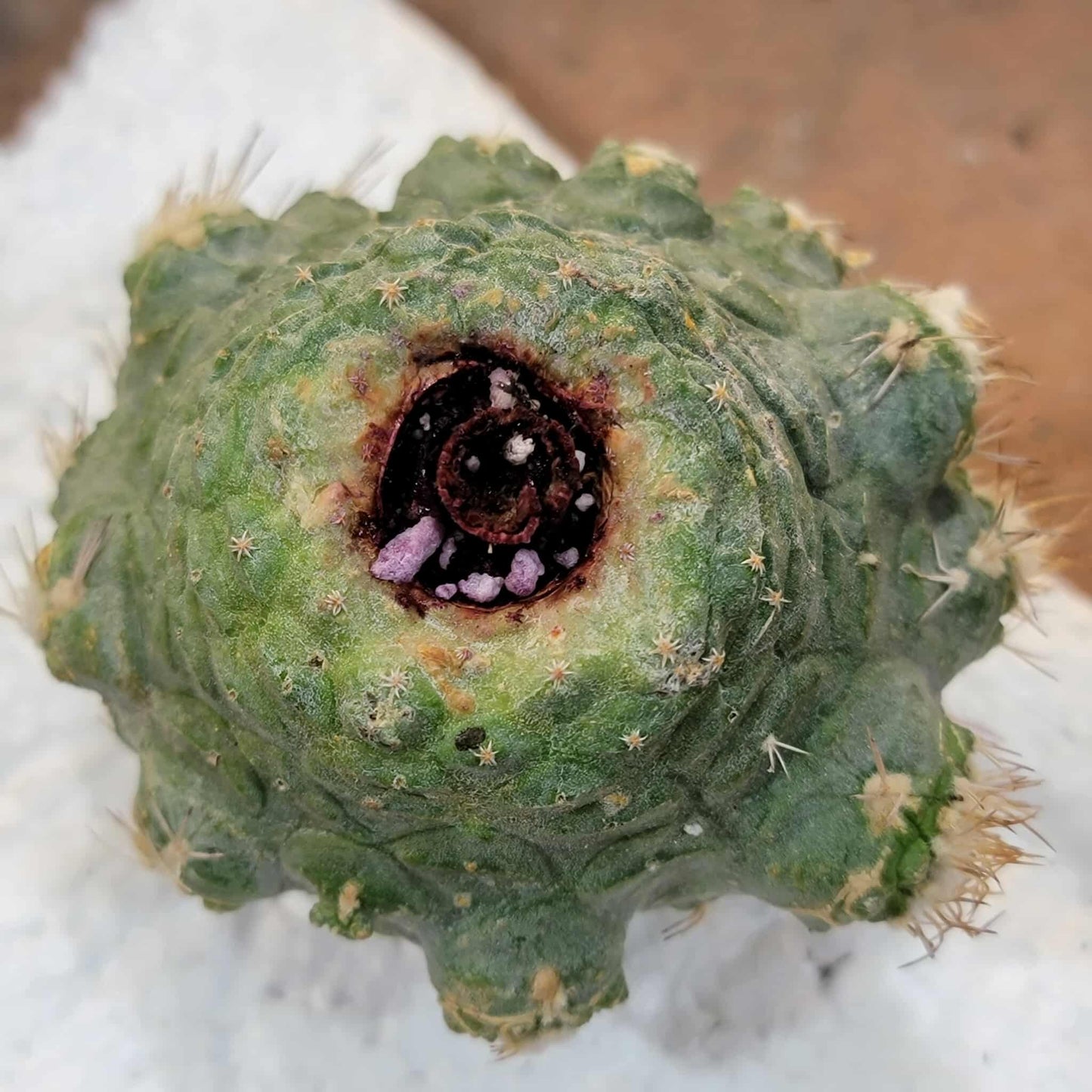 Strombocactus disciformis f. cristata