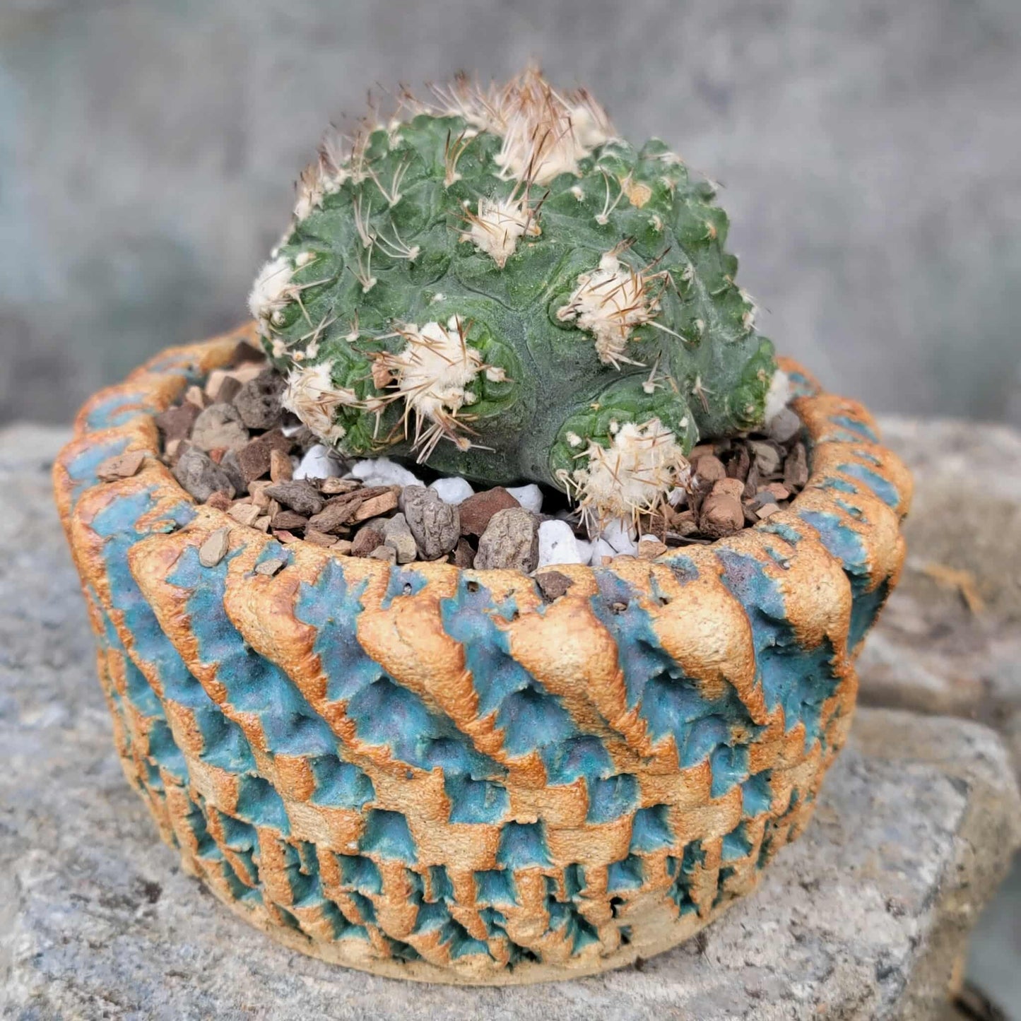 Strombocactus disciformis f. cristata