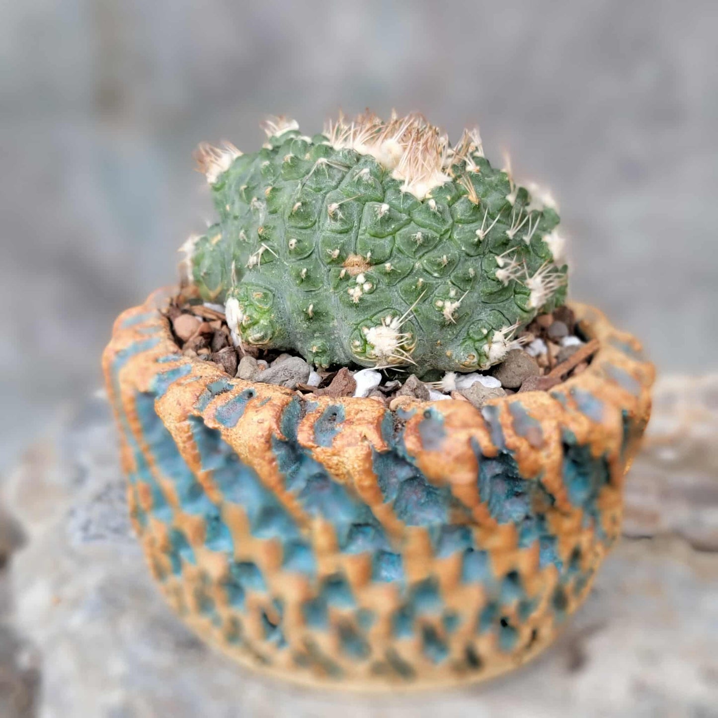 Strombocactus disciformis f. cristata
