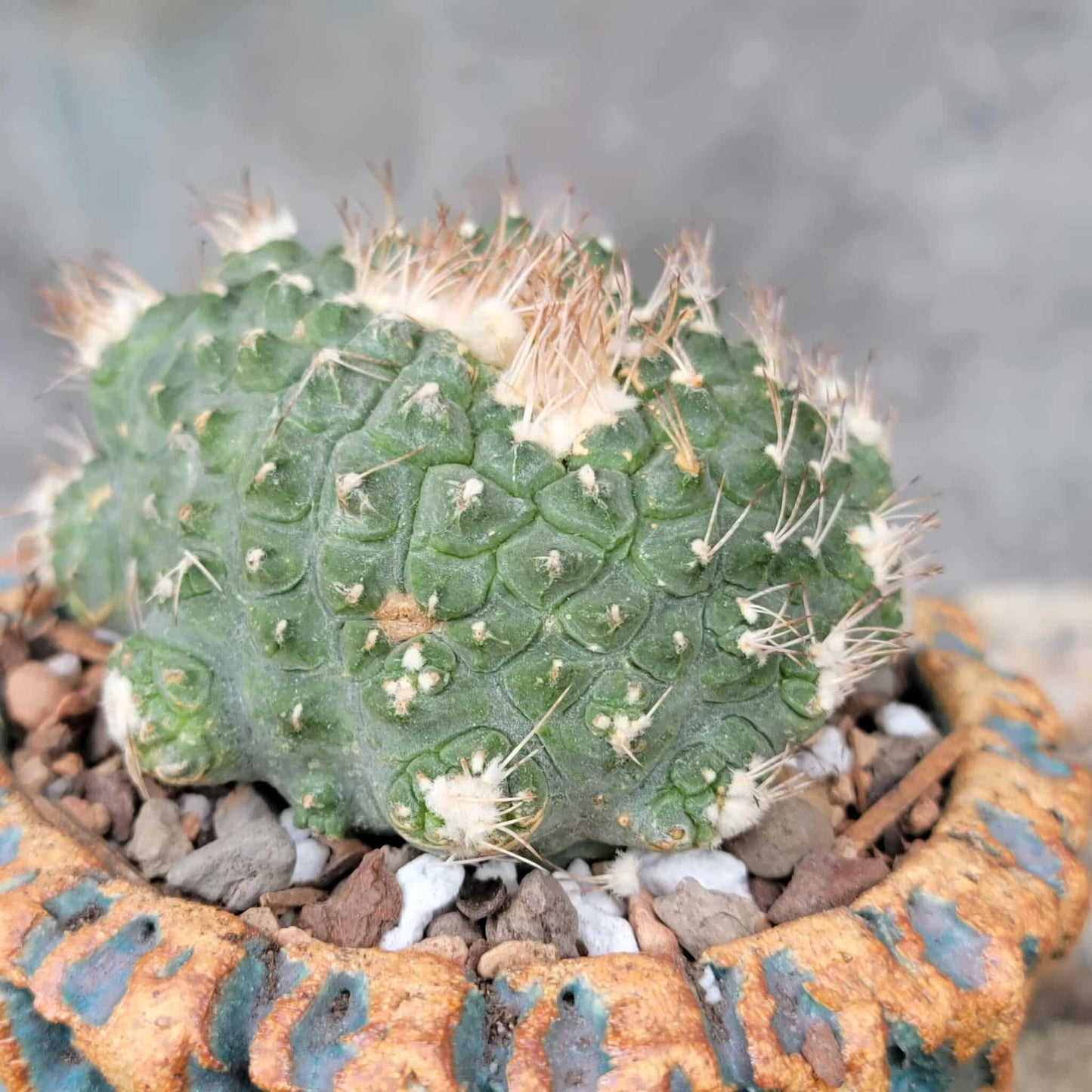 Strombocactus disciformis f. cristata