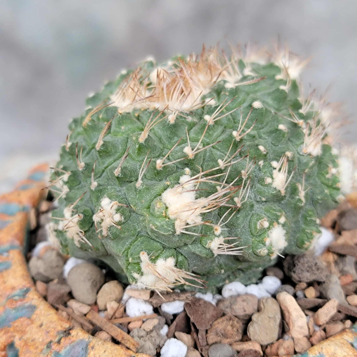 Strombocactus disciformis f. cristata