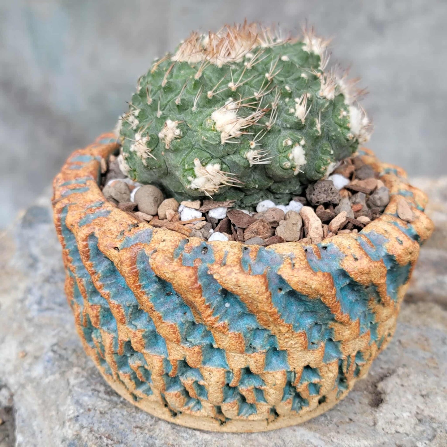 Strombocactus disciformis f. cristata