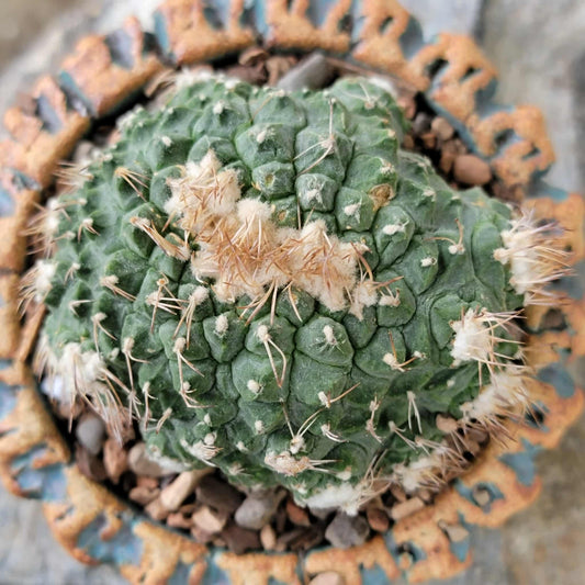 Strombocactus disciformis f. cristata