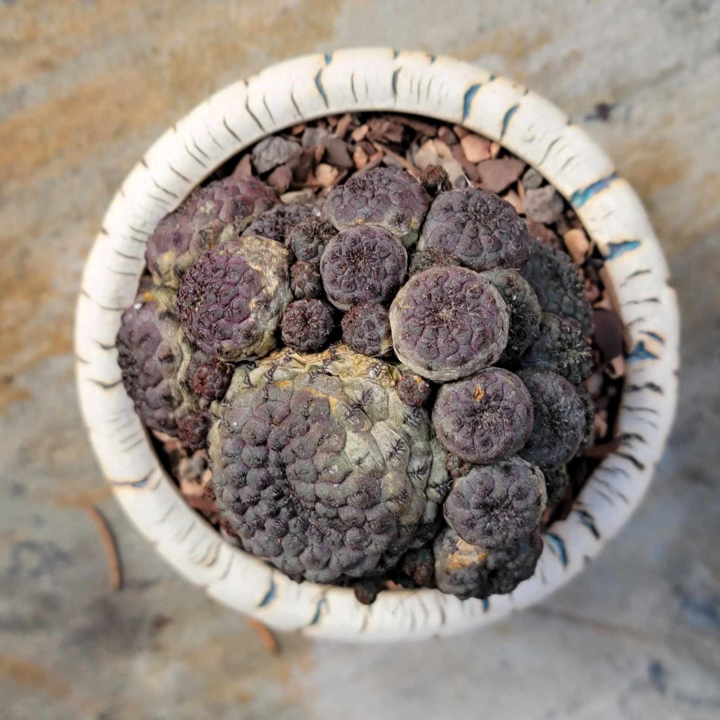 Sulcorebutia rauschii f. Violacidermis - Purple Cactus