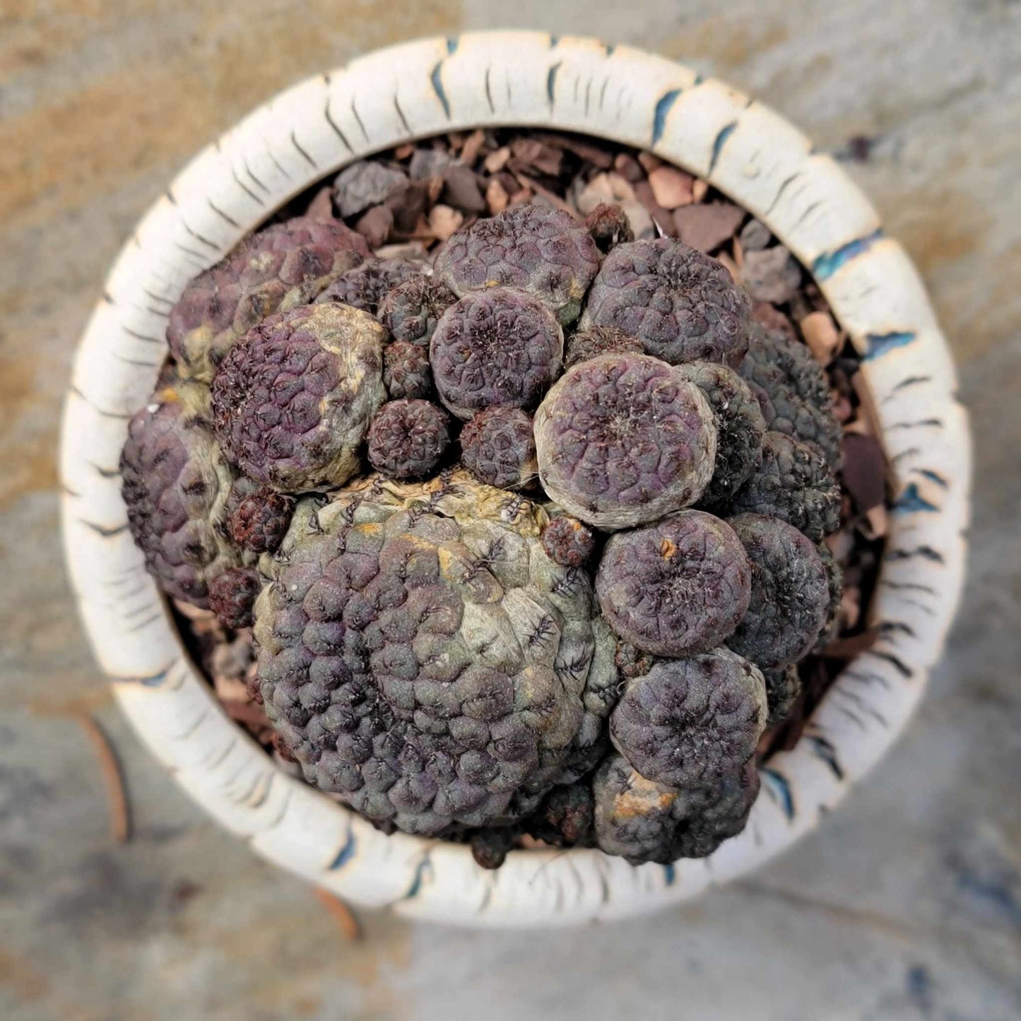 Sulcorebutia rauschii f. Violacidermis - Purple Cactus