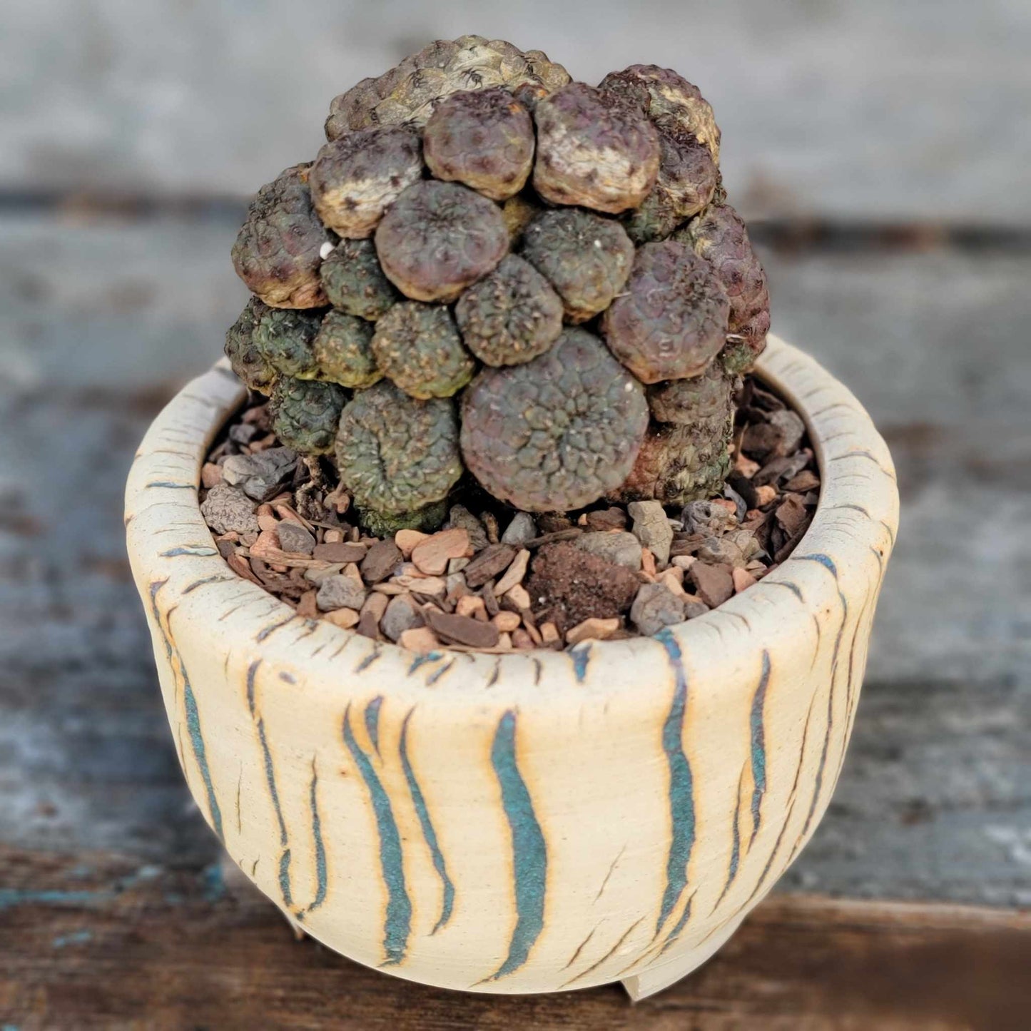 Sulcorebutia rauschii f. Violacidermis - Purple Cactus