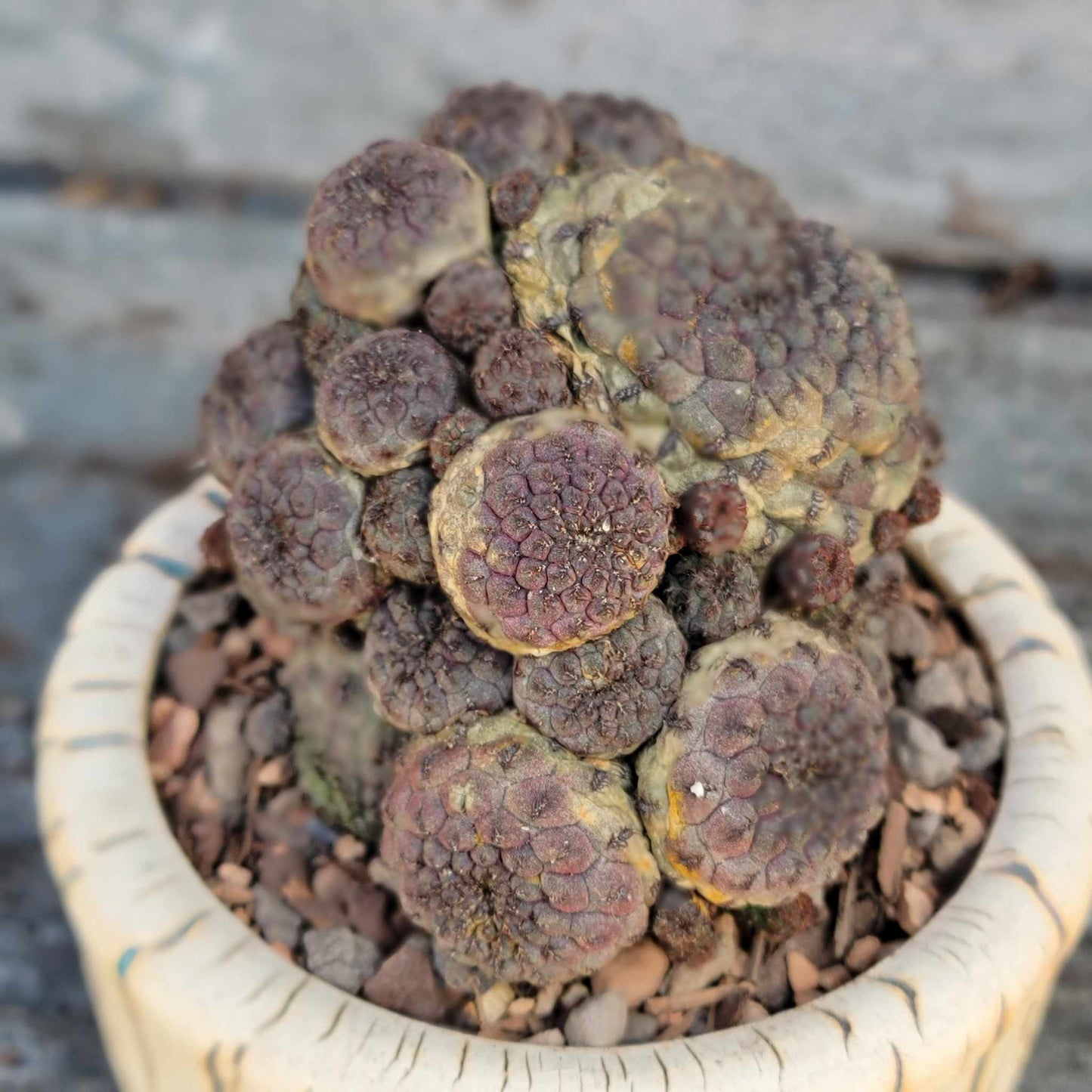 Sulcorebutia rauschii f. Violacidermis - Purple Cactus