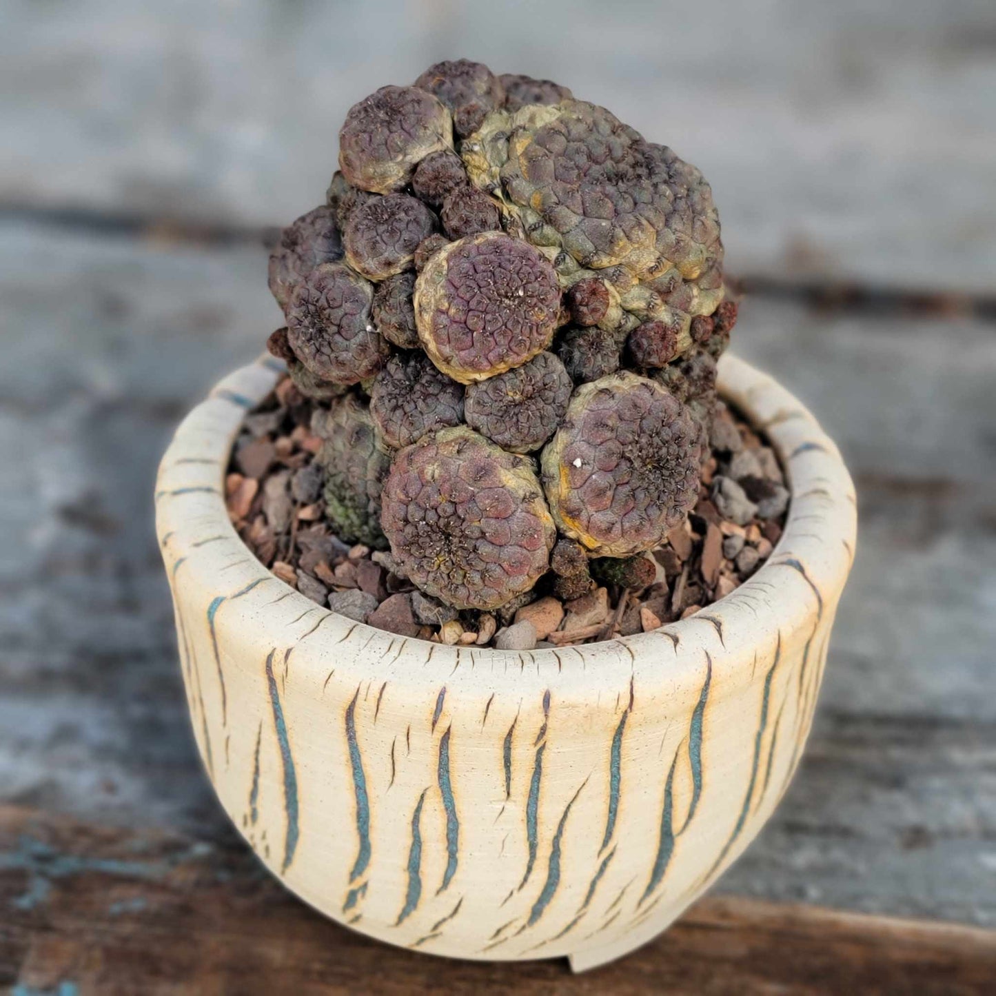 Sulcorebutia rauschii f. Violacidermis - Purple Cactus
