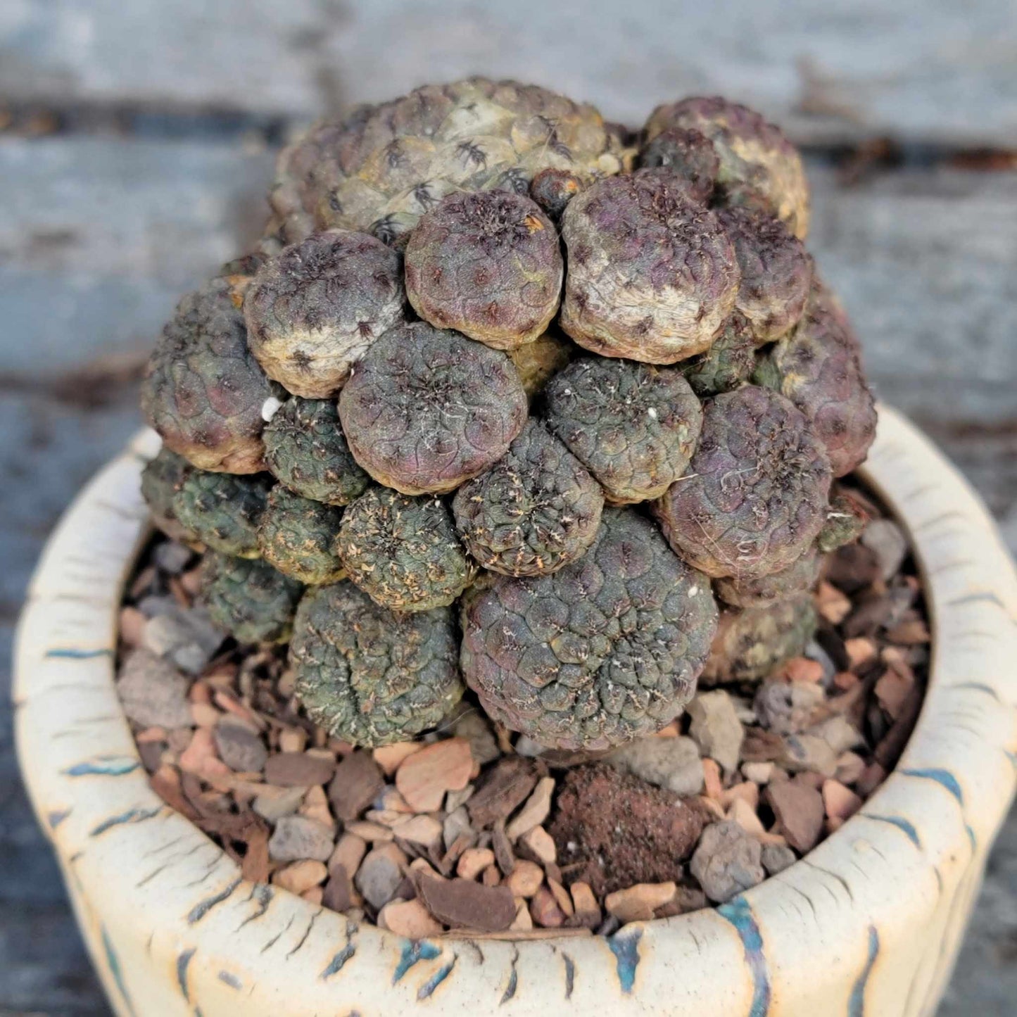 Sulcorebutia rauschii f. Violacidermis - Purple Cactus