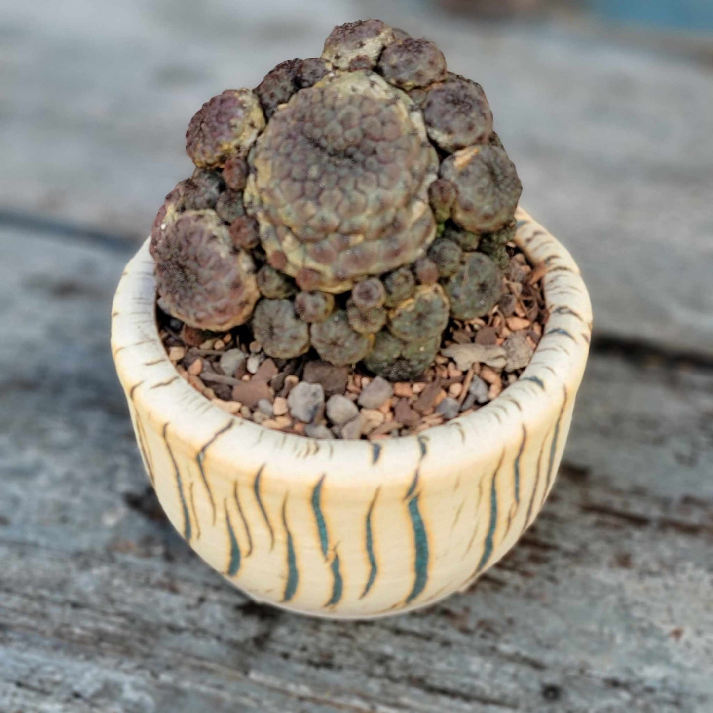 Sulcorebutia rauschii f. Violacidermis - Purple Cactus