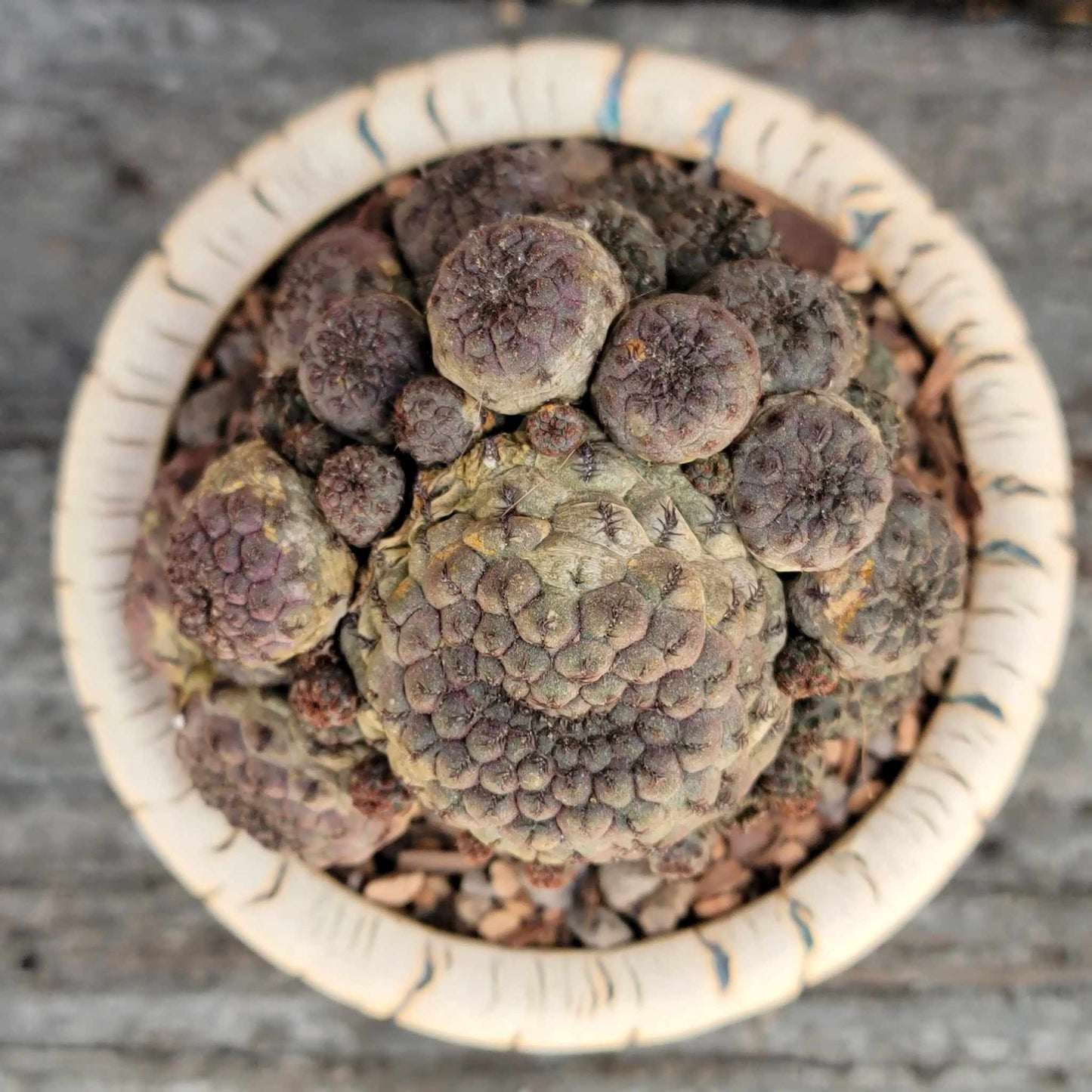 Sulcorebutia rauschii f. Violacidermis - Purple Cactus