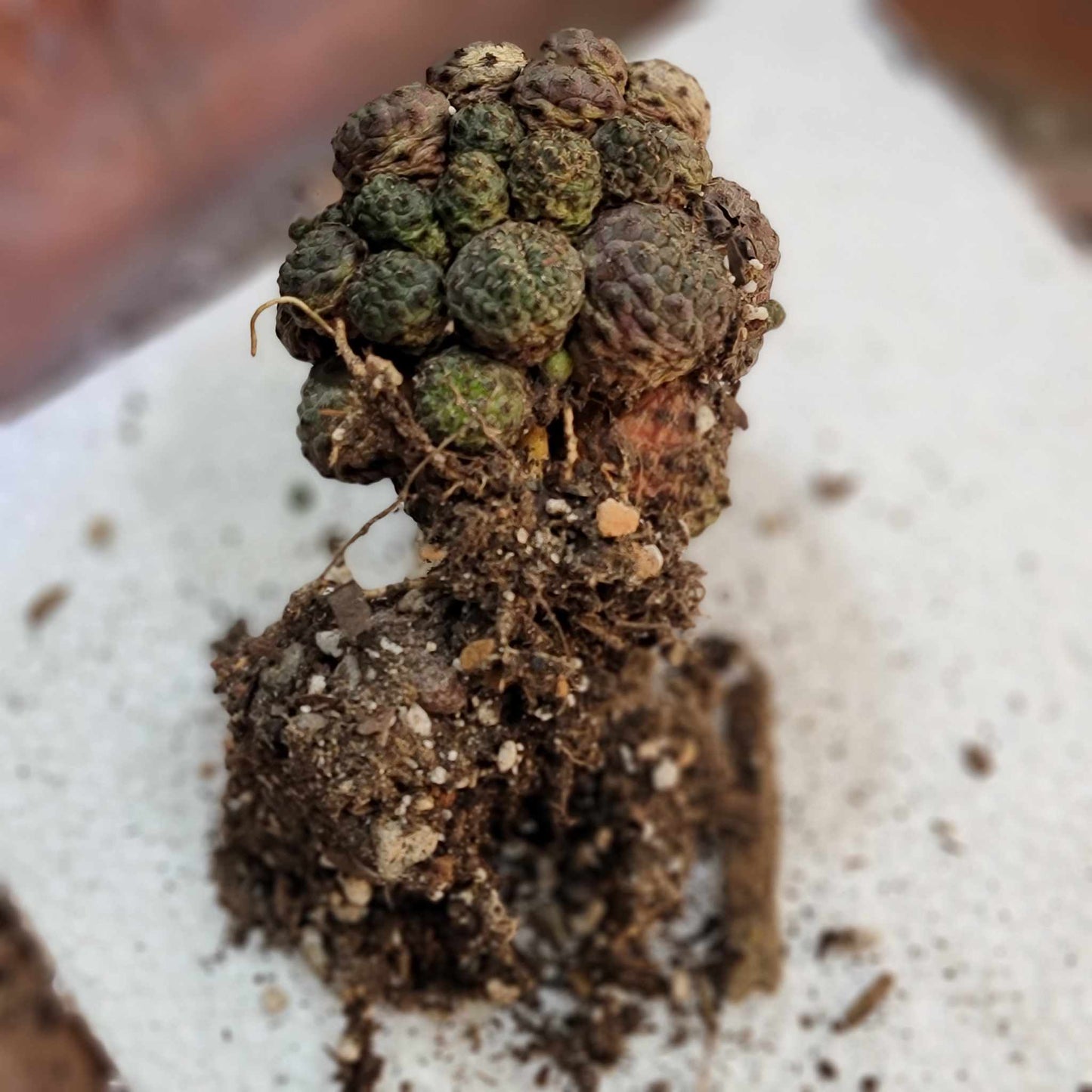 Sulcorebutia rauschii f. Violacidermis - Purple Cactus