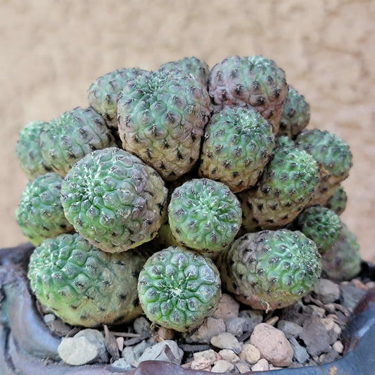 Sulcorebutia rauschii f. Violacidermis