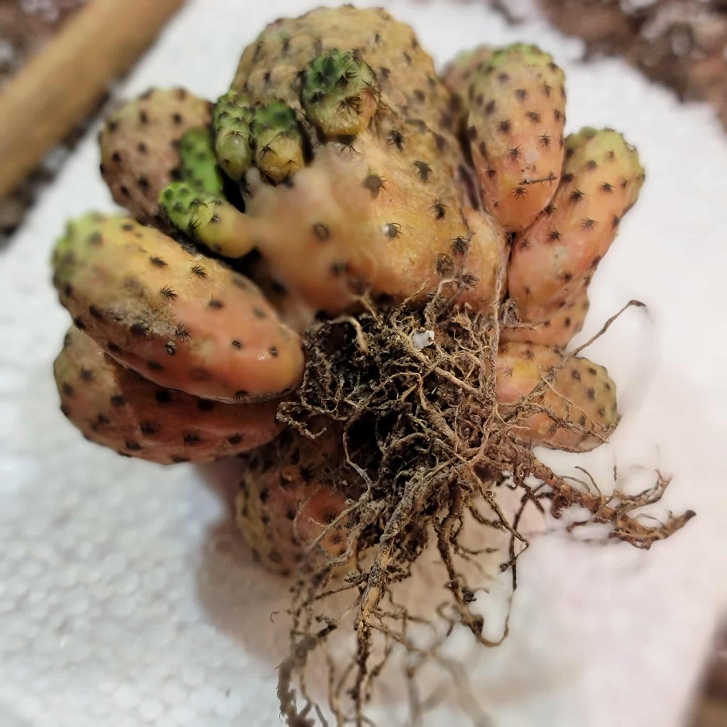Sulcorebutia rauschii f. Violacidermis