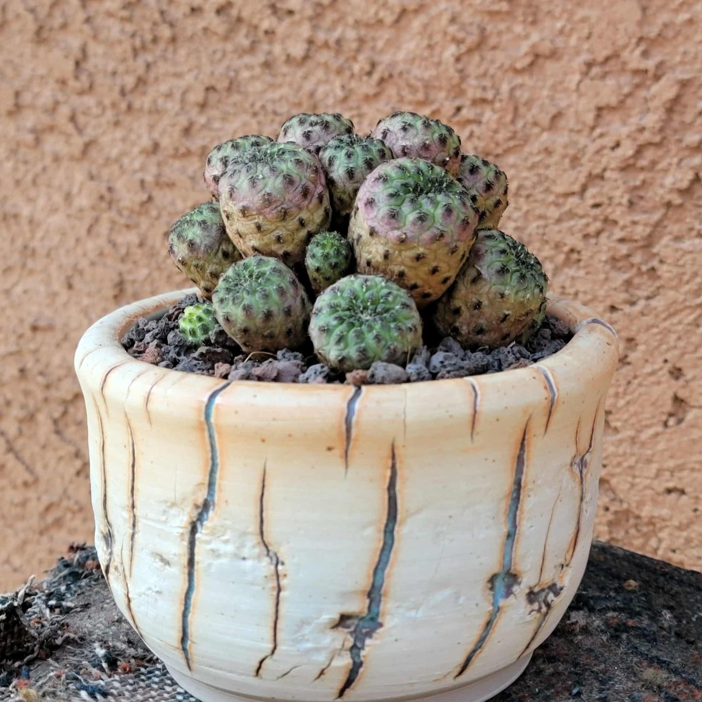 Sulcorebutia rauschii f. Violacidermis