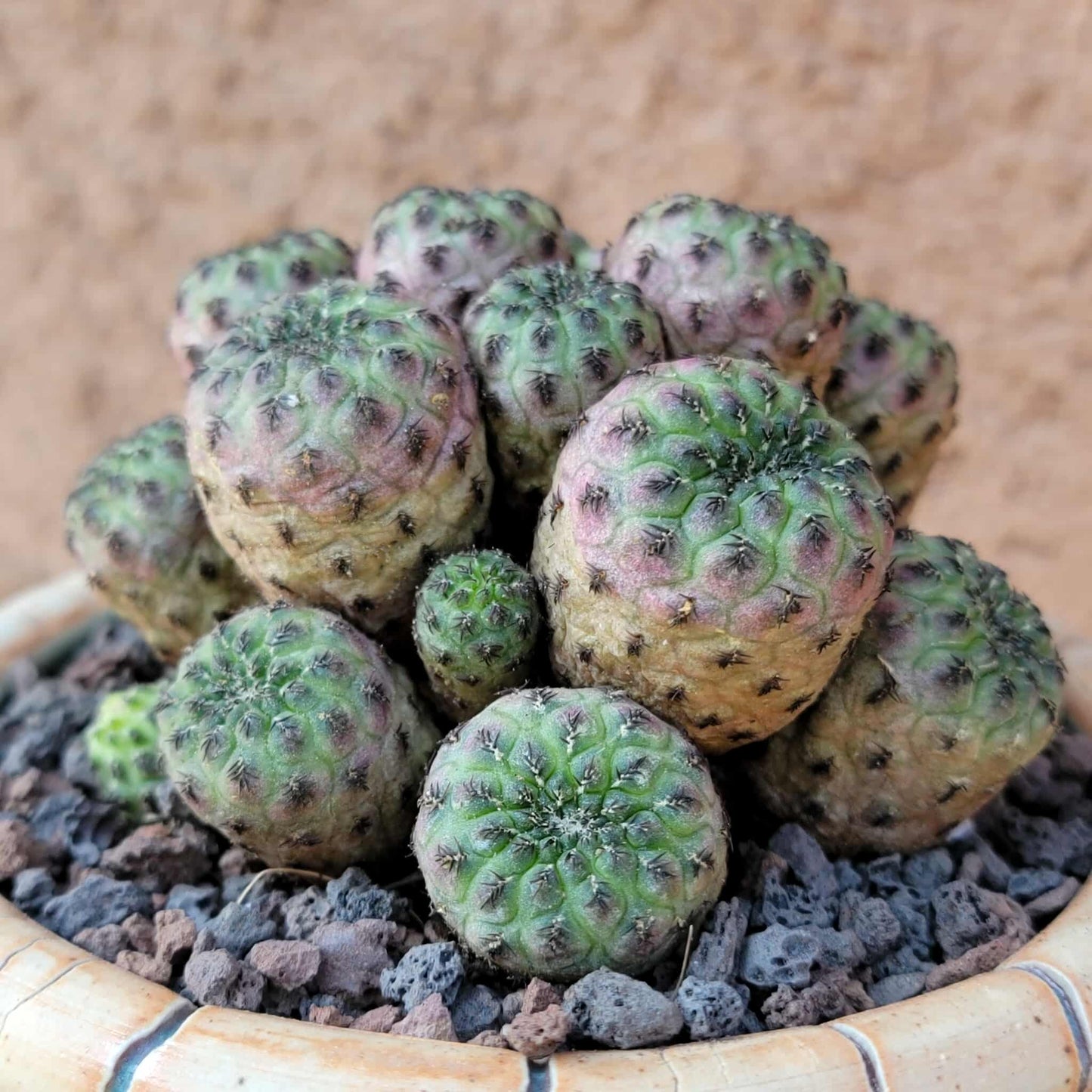 Sulcorebutia rauschii f. Violacidermis