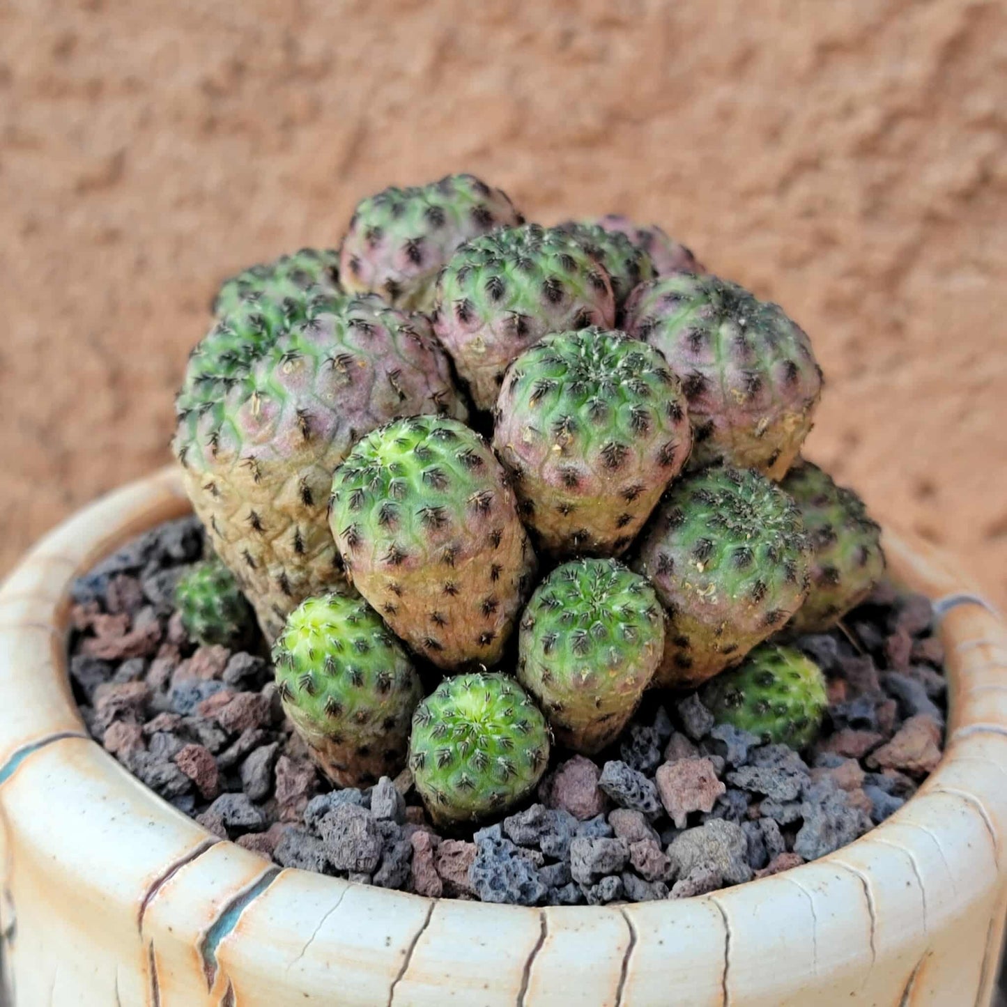 Sulcorebutia rauschii f. Violacidermis