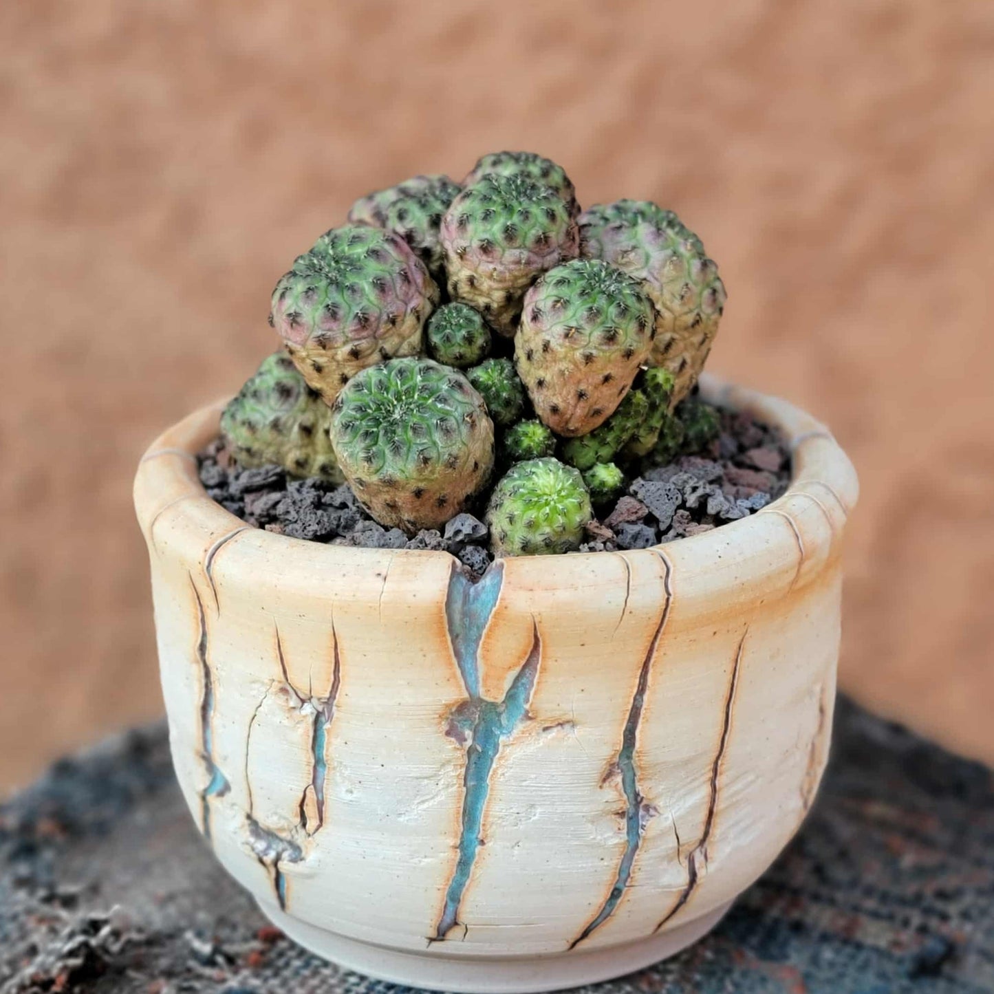 Sulcorebutia rauschii f. Violacidermis