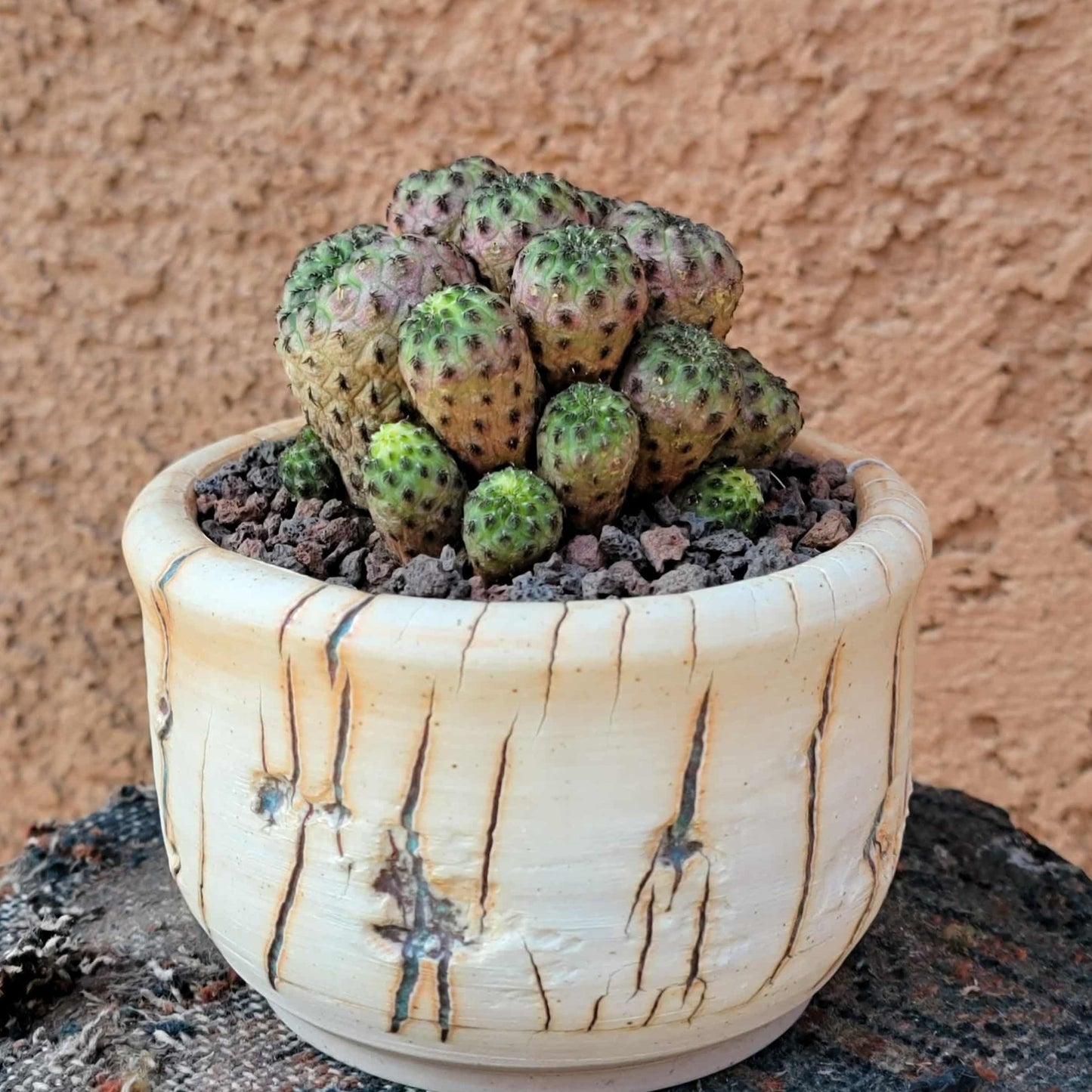 Sulcorebutia rauschii f. Violacidermis