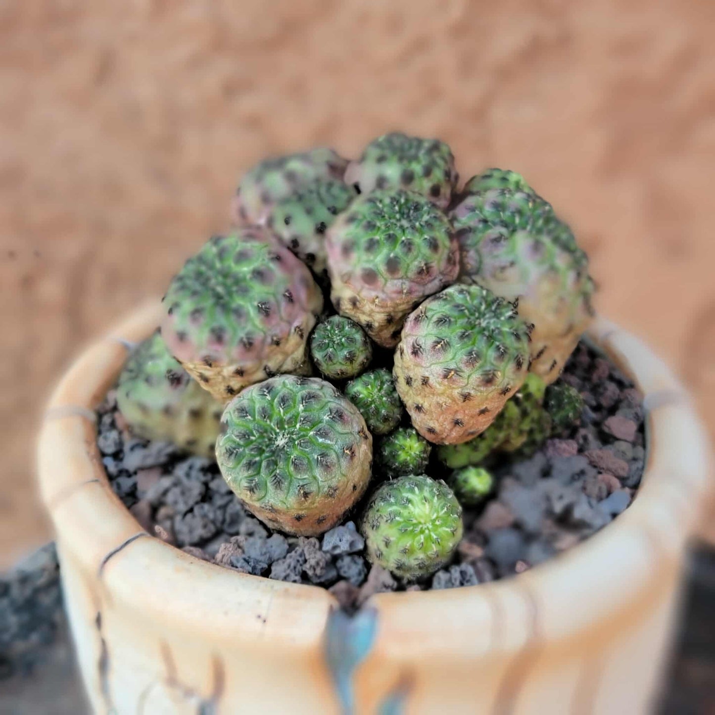Sulcorebutia rauschii f. Violacidermis