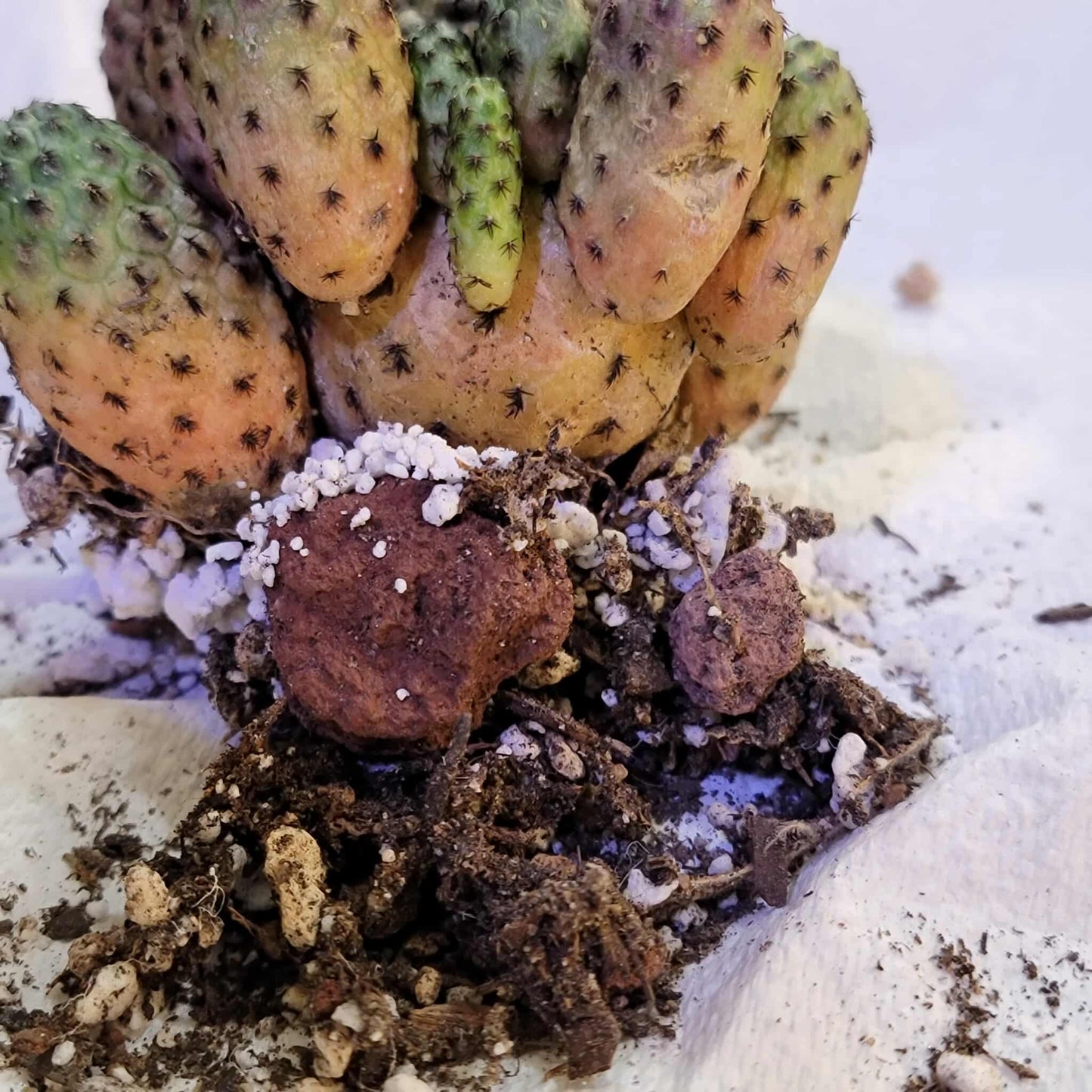 Sulcorebutia rauschii f. Violacidermis