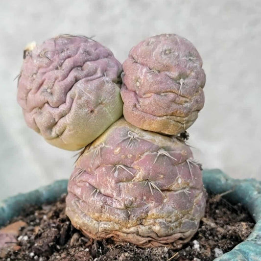 Tephrocactus Geometricus variegata – Purple Snow Man Cactus – 3 Cladodes