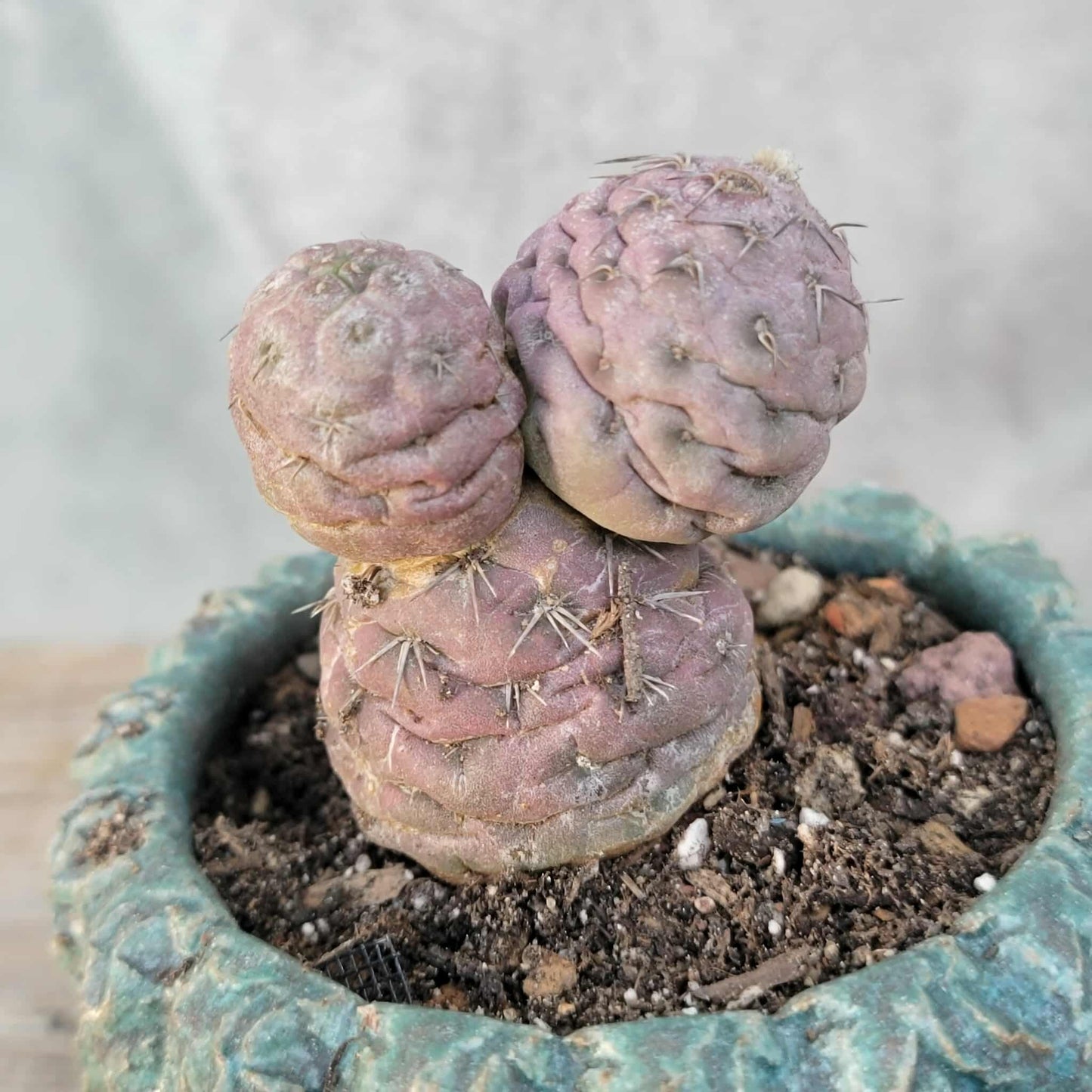 Tephrocactus Geometricus variegata – Purple Snow Man Cactus – 3 Cladodes