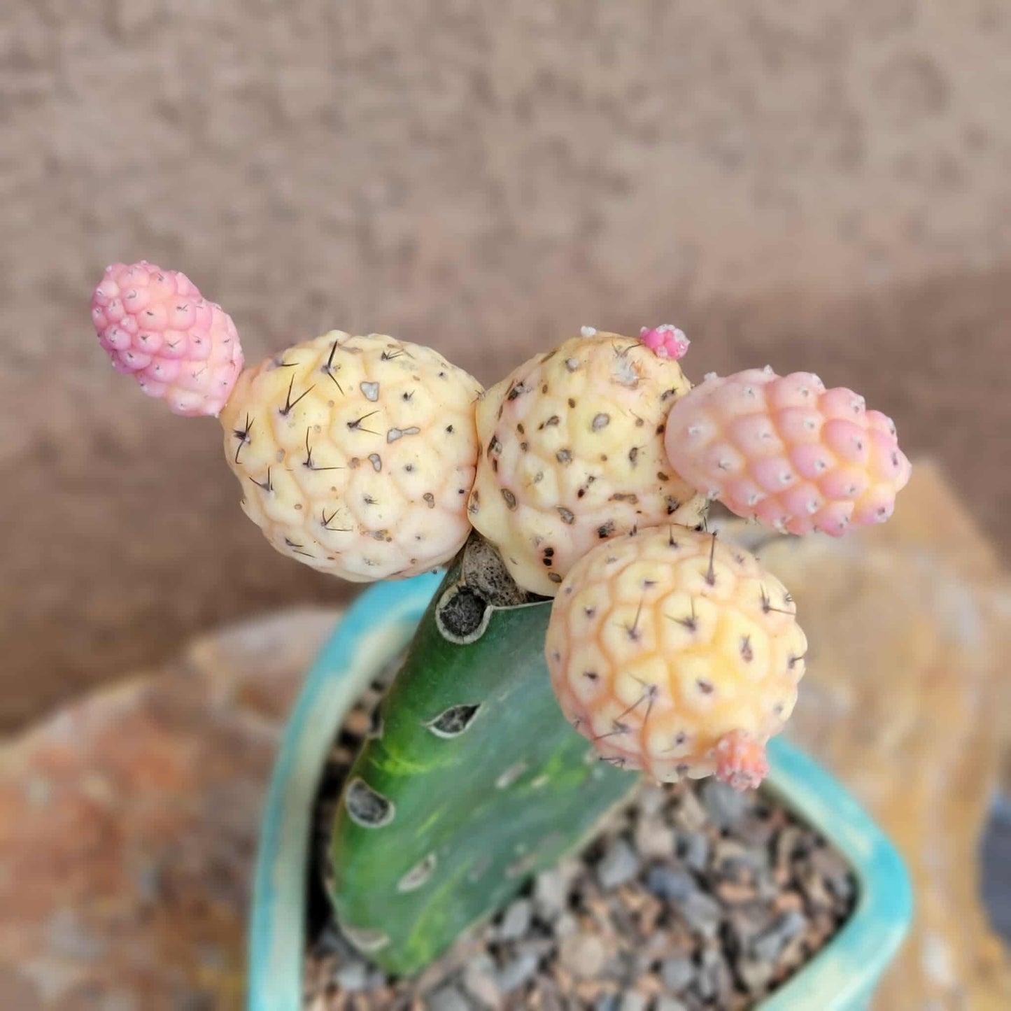 Tephrocactus Geometricus variegata – Variegated Tephrocactus - 5 Cladodes!