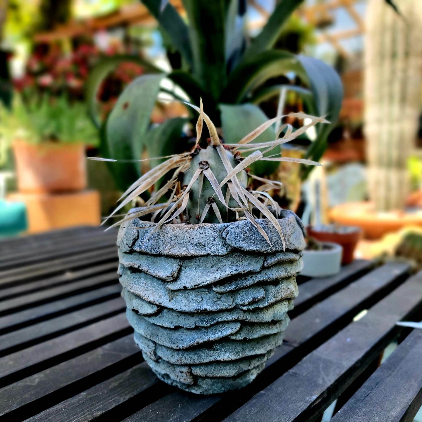 Palm Leaf Concrete Planter - Medium