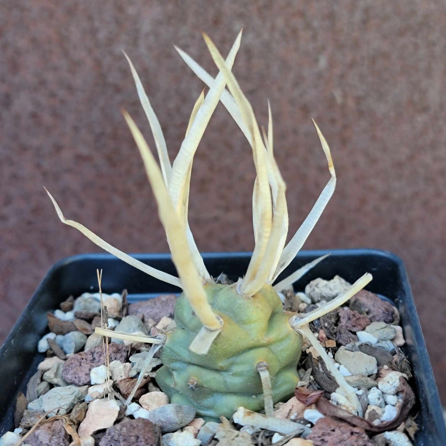 Cactus Bundle #1 - 4 Varieties