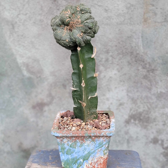 Terra Cotta Planter - Watercolor Series - Monet