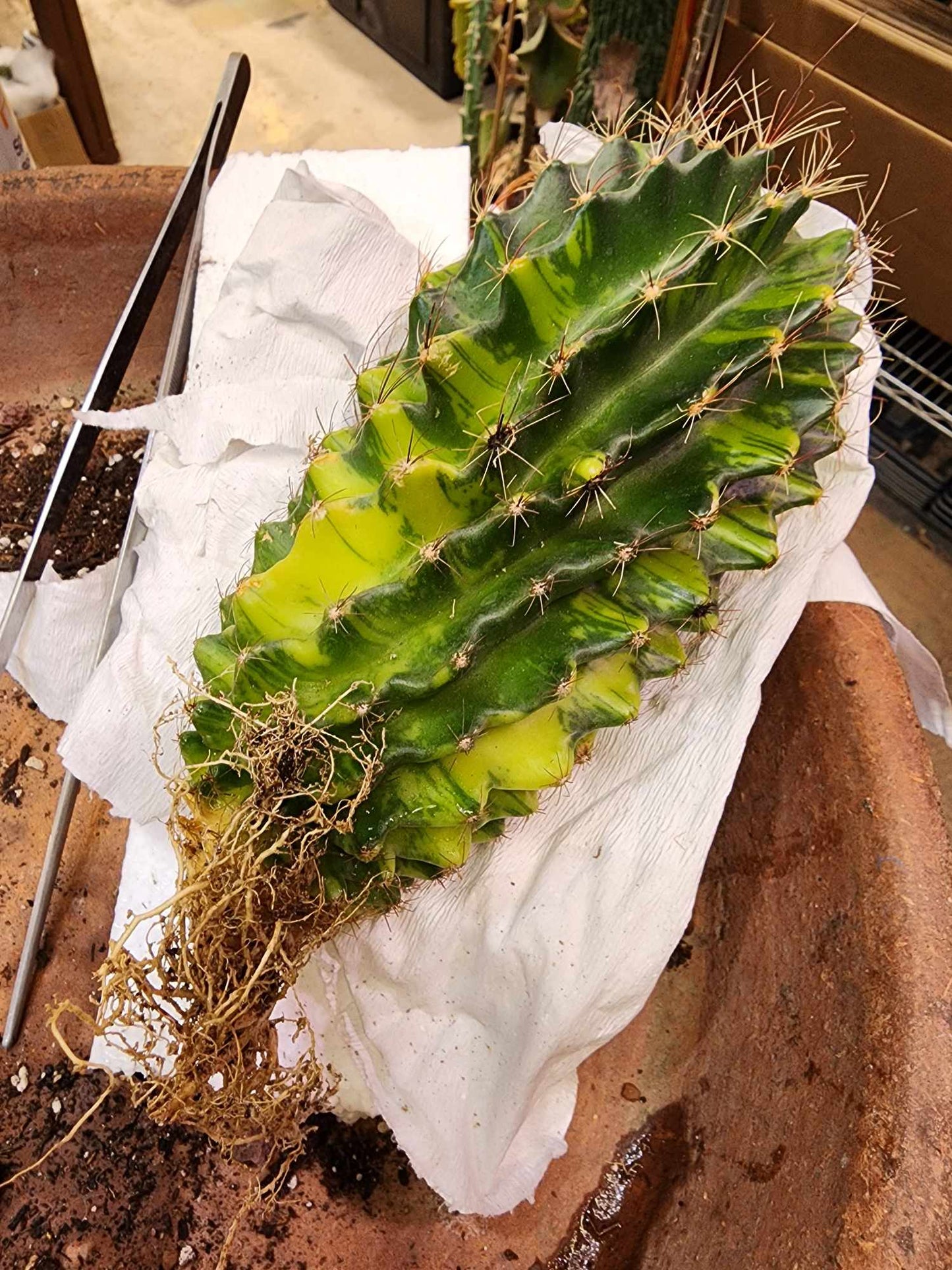 Thelocactus setispinus variegata