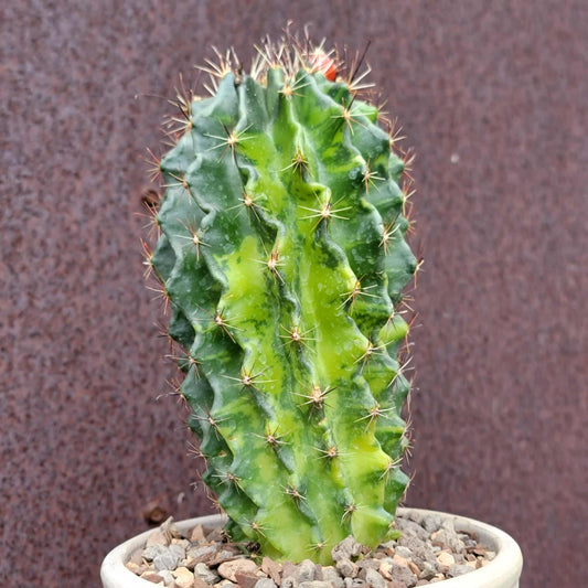 Thelocactus setispinus variegata