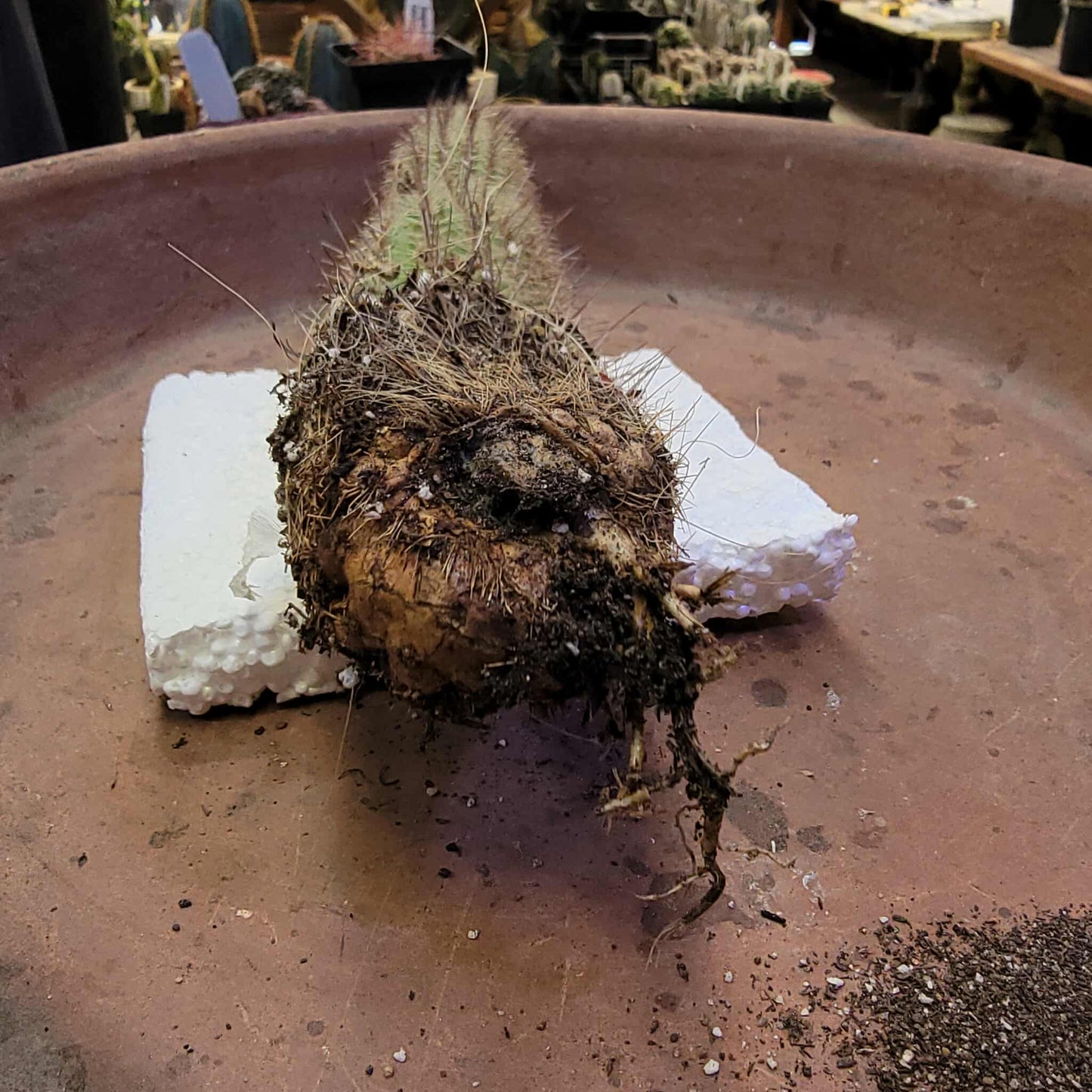 Thrixanthocereus senilis