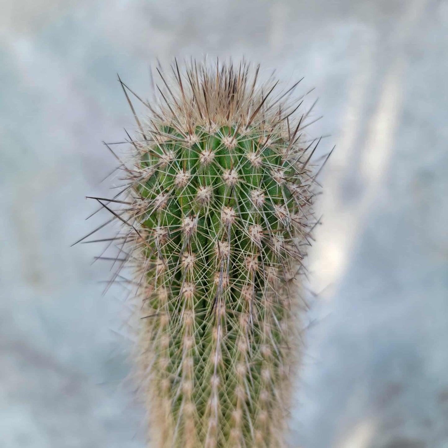 Thrixanthocereus senilis