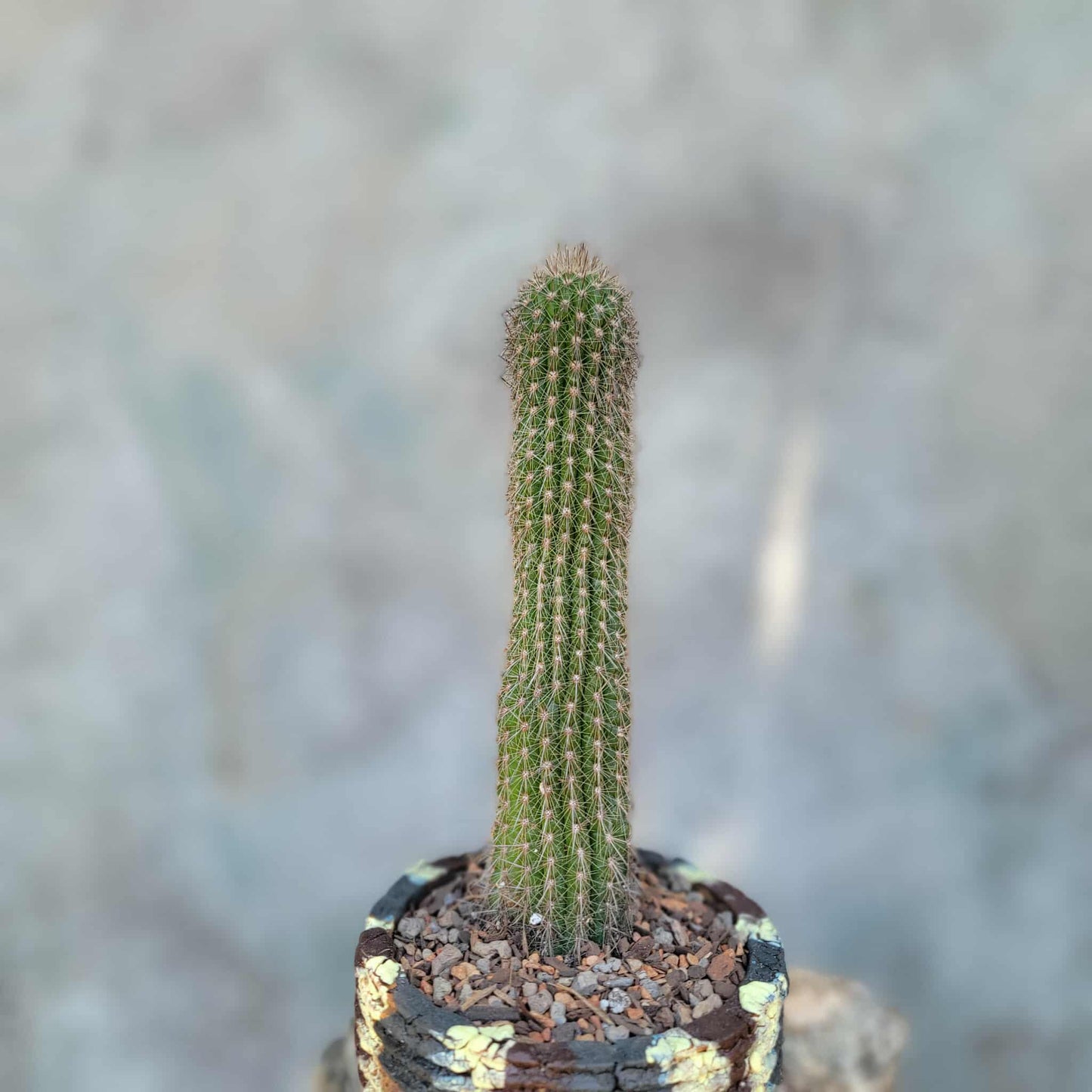 Thrixanthocereus senilis
