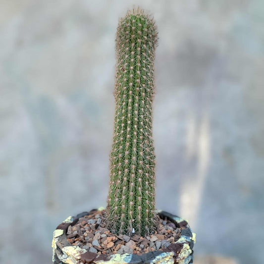 Thrixanthocereus senilis