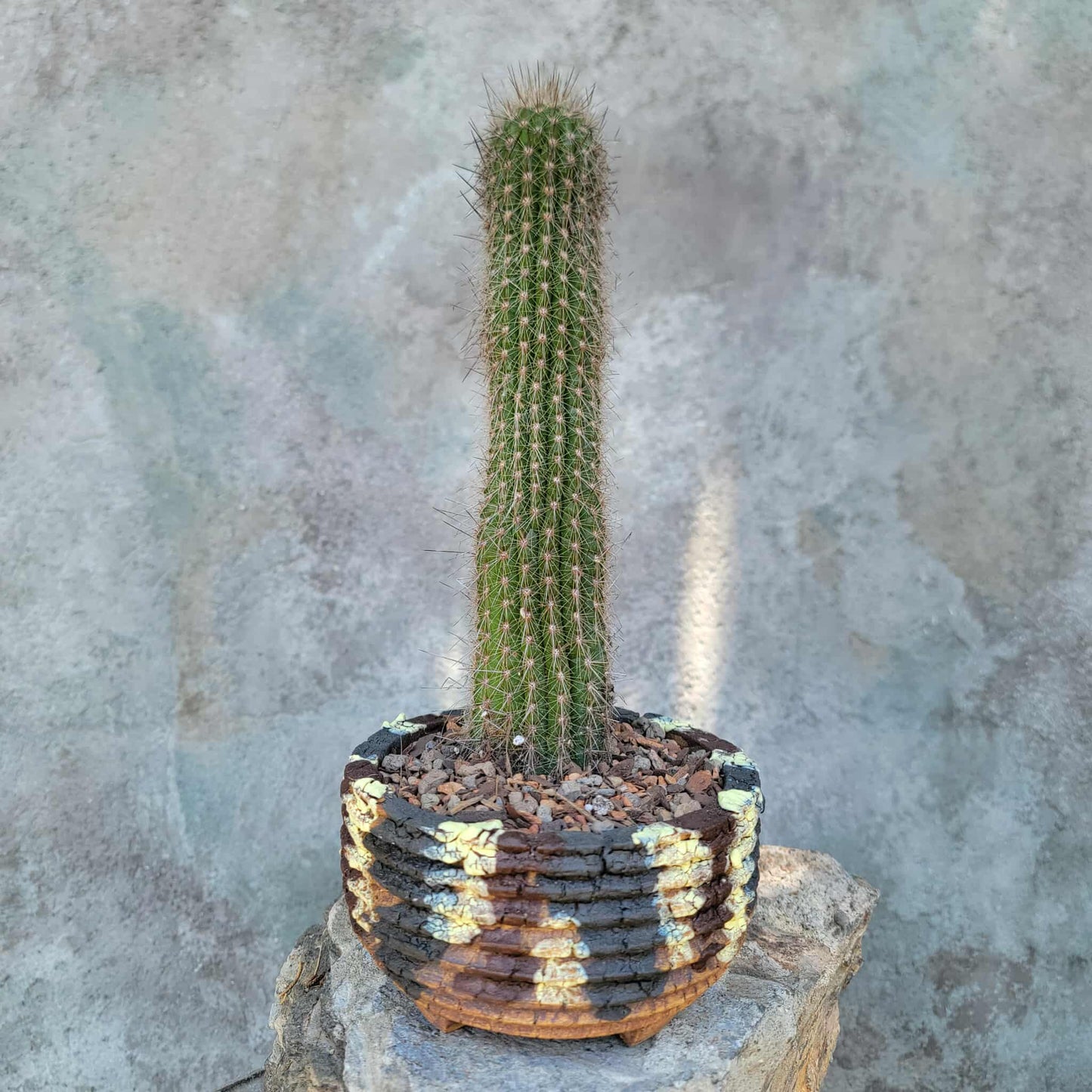Thrixanthocereus senilis